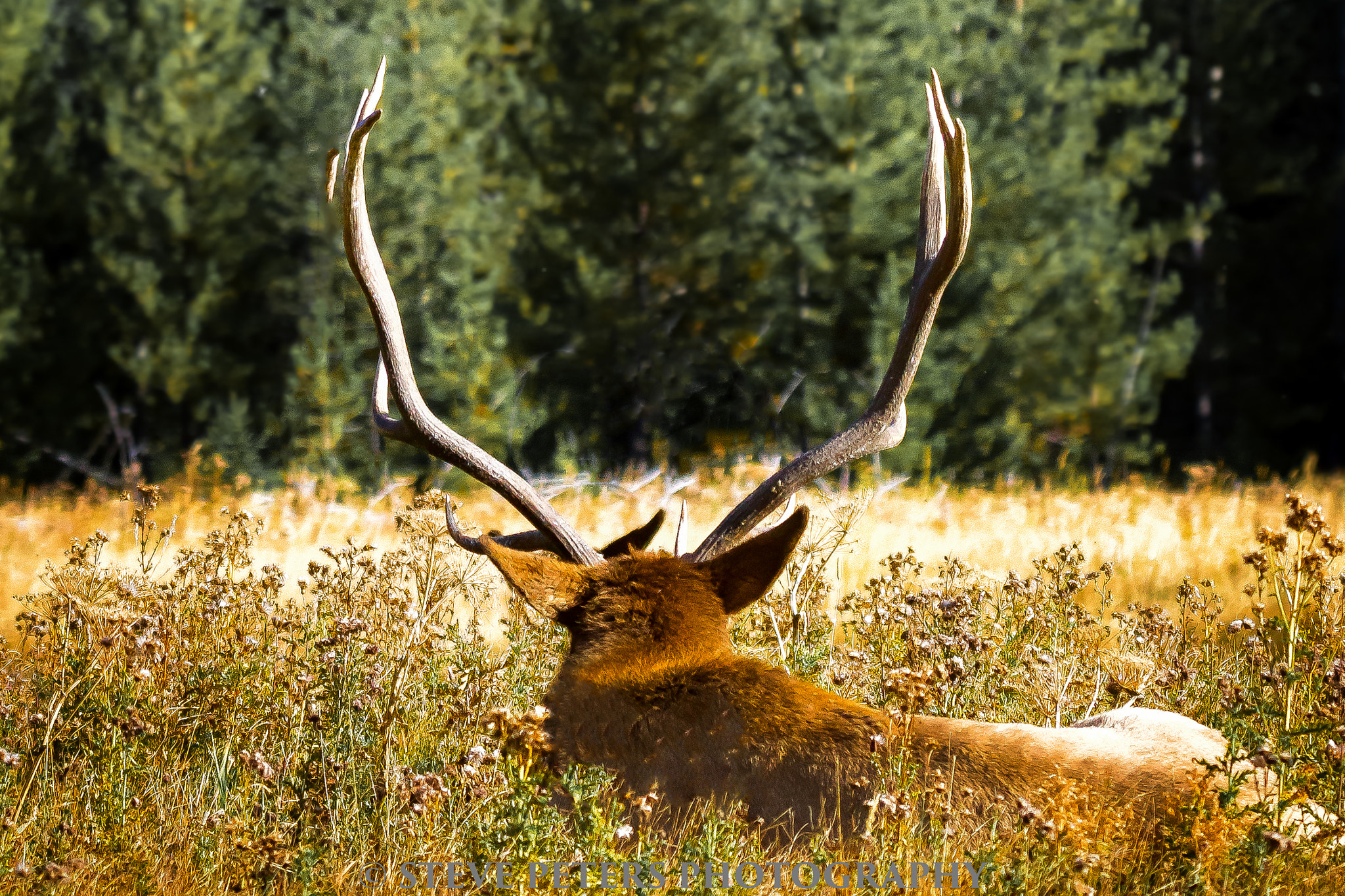 Sony SLT-A77 + Tamron SP 150-600mm F5-6.3 Di VC USD sample photo. Yellowstone buck photography