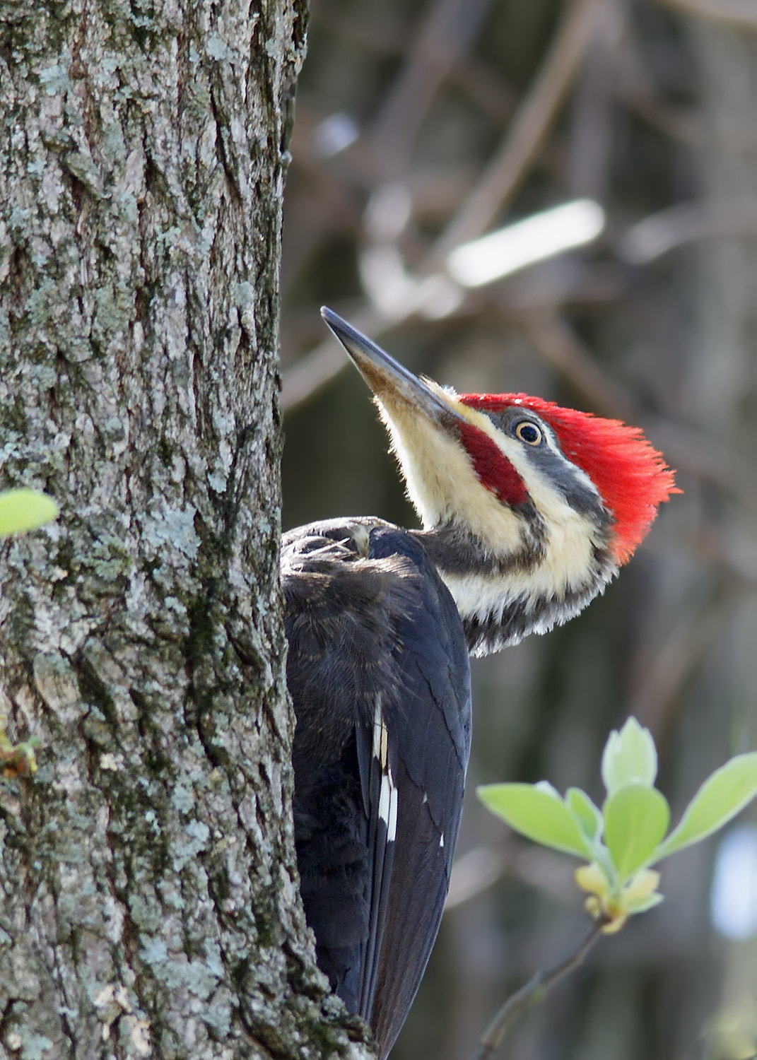 Sigma 150-500mm F5-6.3 DG OS HSM sample photo. Woodpecker photography
