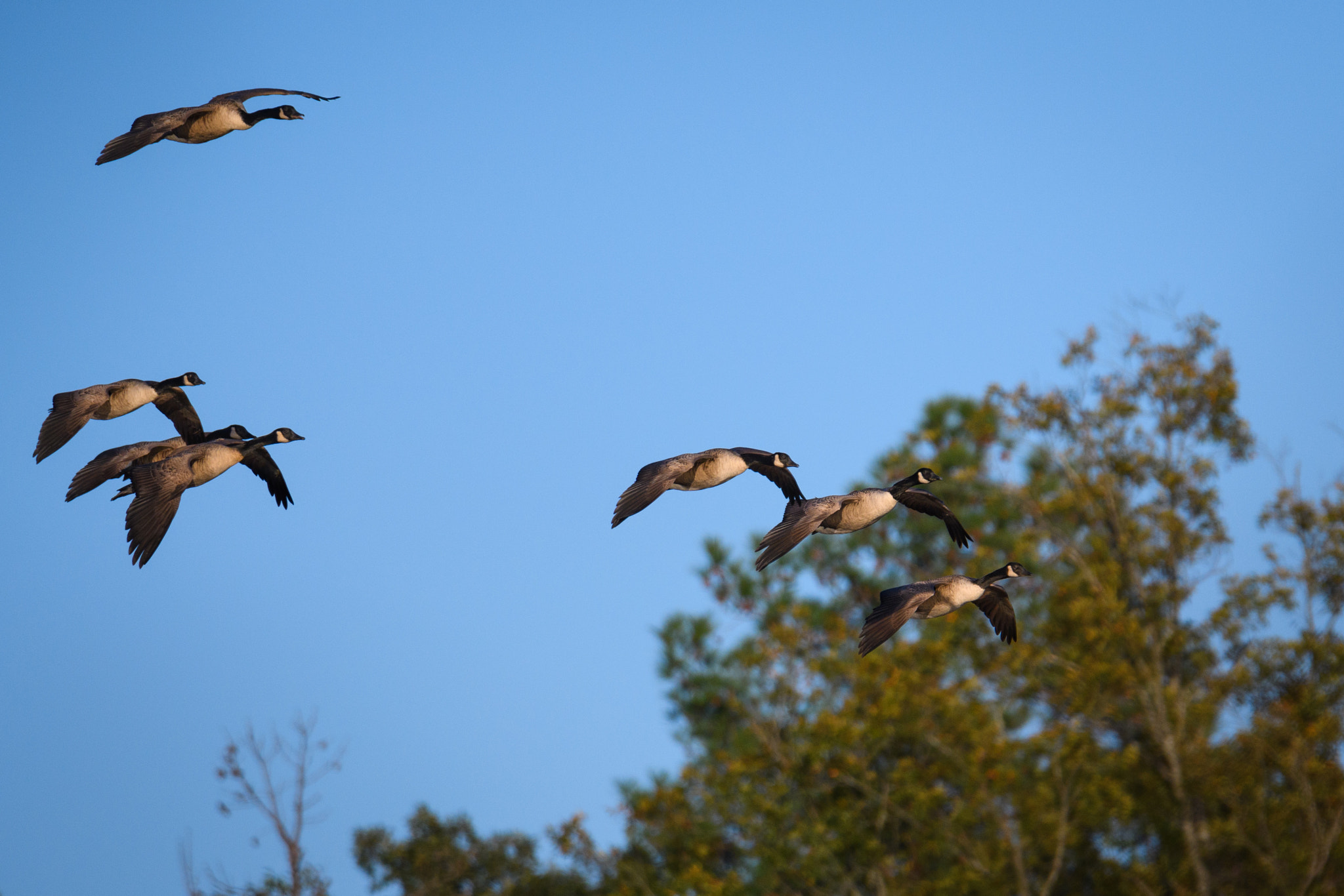 Nikon D500 + Sigma 50mm F2.8 EX DG Macro sample photo. Canadian geese photography