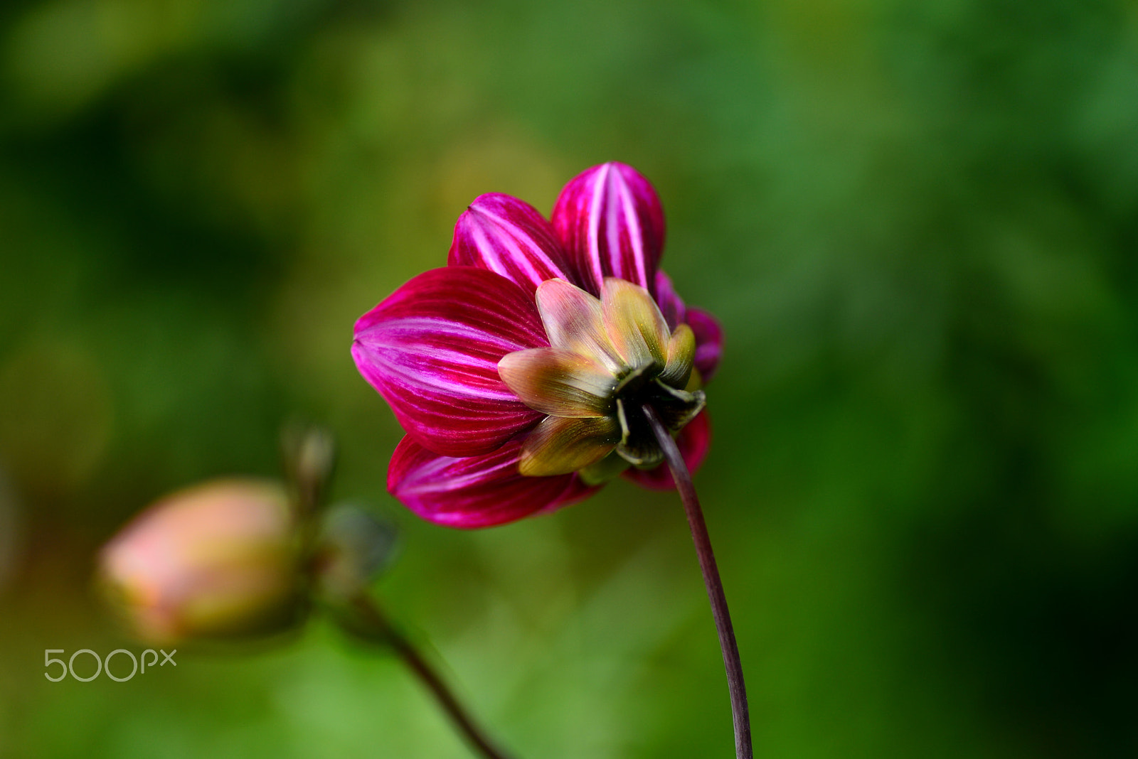 Nikon D600 sample photo. Red purple photography