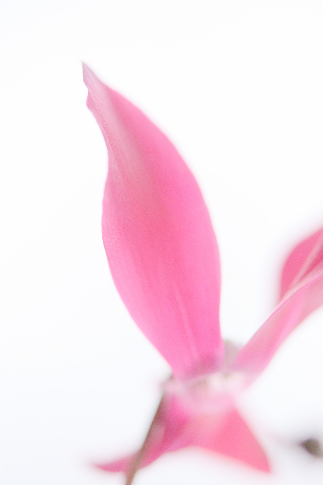 Nikon AF-S Micro-Nikkor 60mm F2.8G ED sample photo. Pink flower petal photography