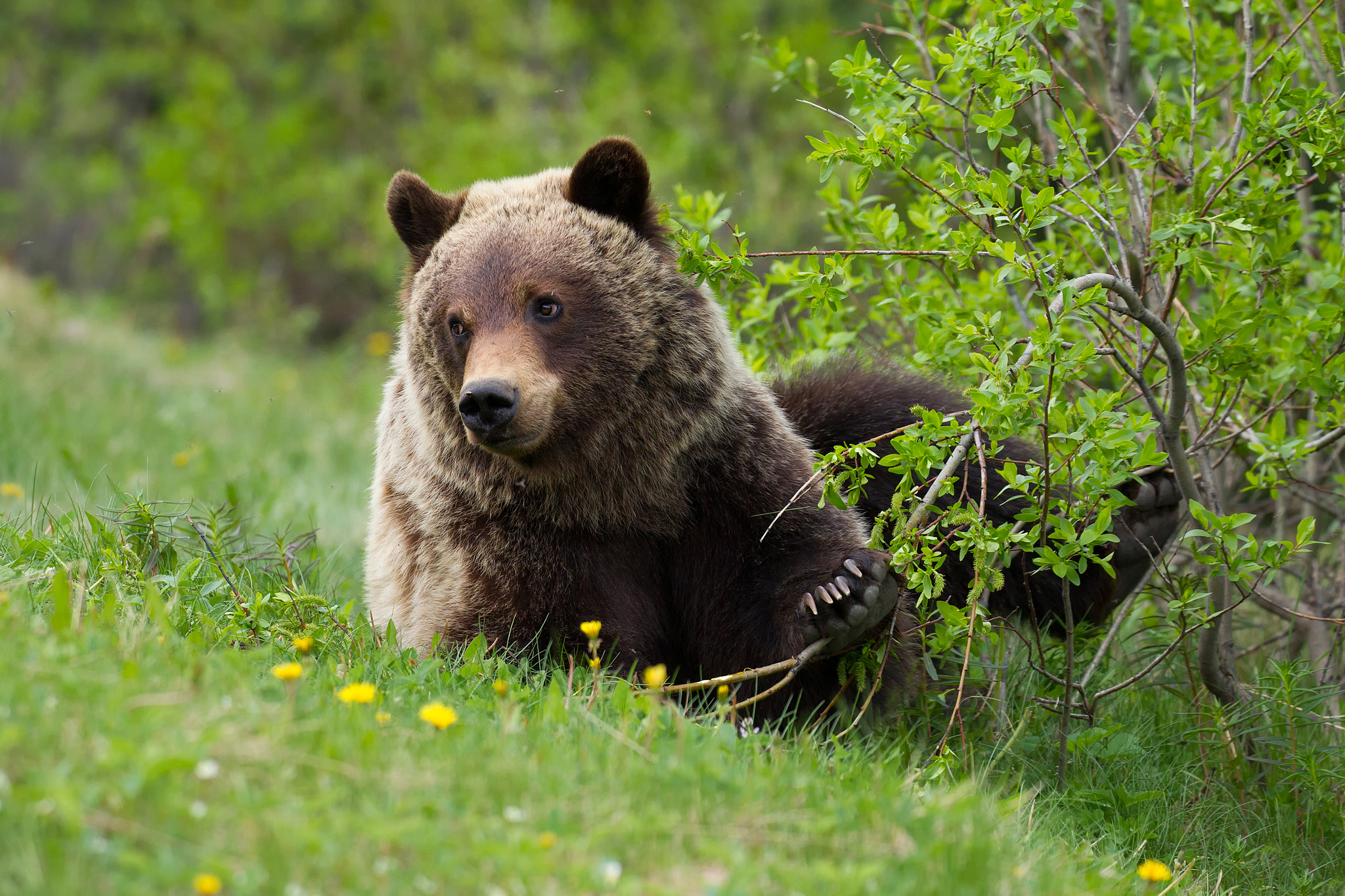 Canon EOS-1D Mark IV sample photo. Brown bear photography