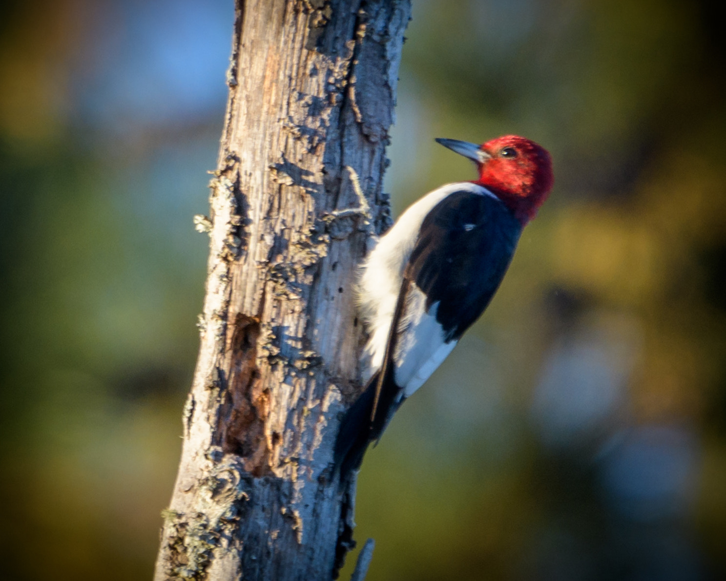 Nikon D500 + Sigma 50mm F2.8 EX DG Macro sample photo. Red headed woodpecker photography