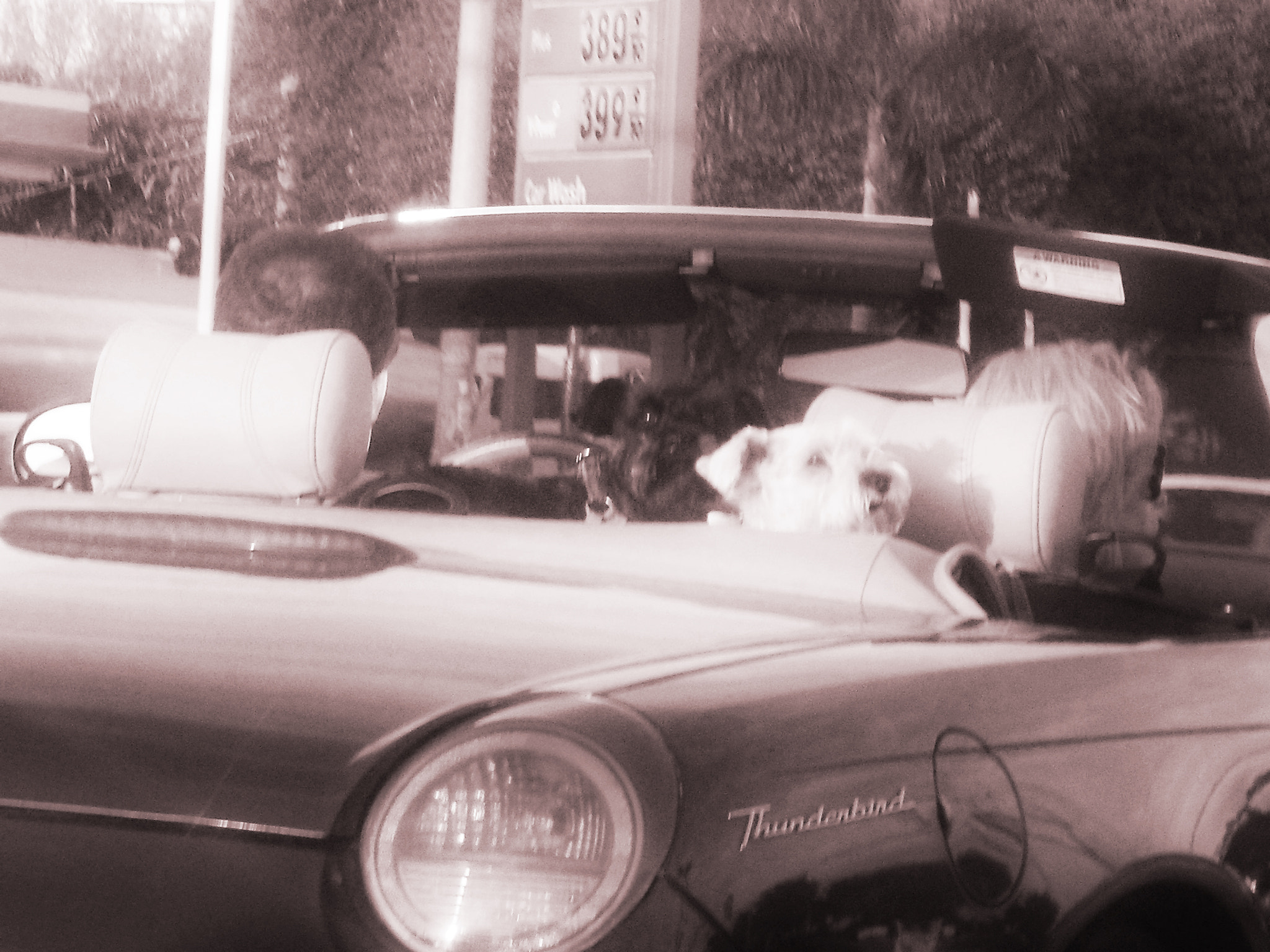 Samsung PL120,PL121 / VLUU PL120,PL121 sample photo. Puppies on a joy ride photography