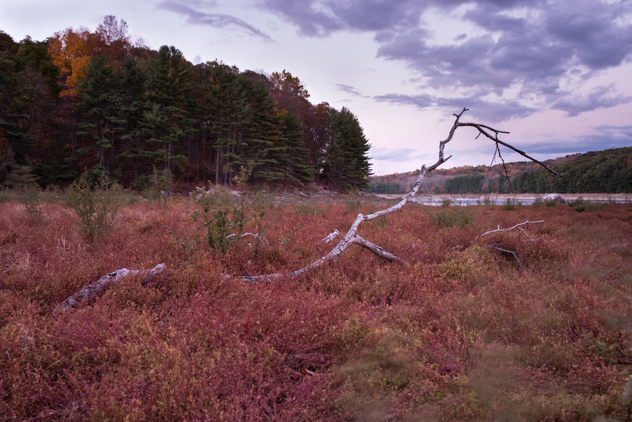 Pentax K-1 sample photo. Dead branch on dry lakebed photography