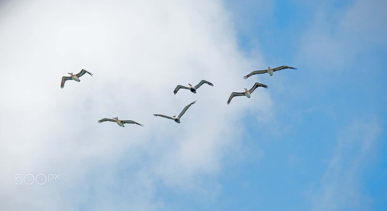 Sigma 150-500mm F5-6.3 DG OS HSM sample photo. Flying photography