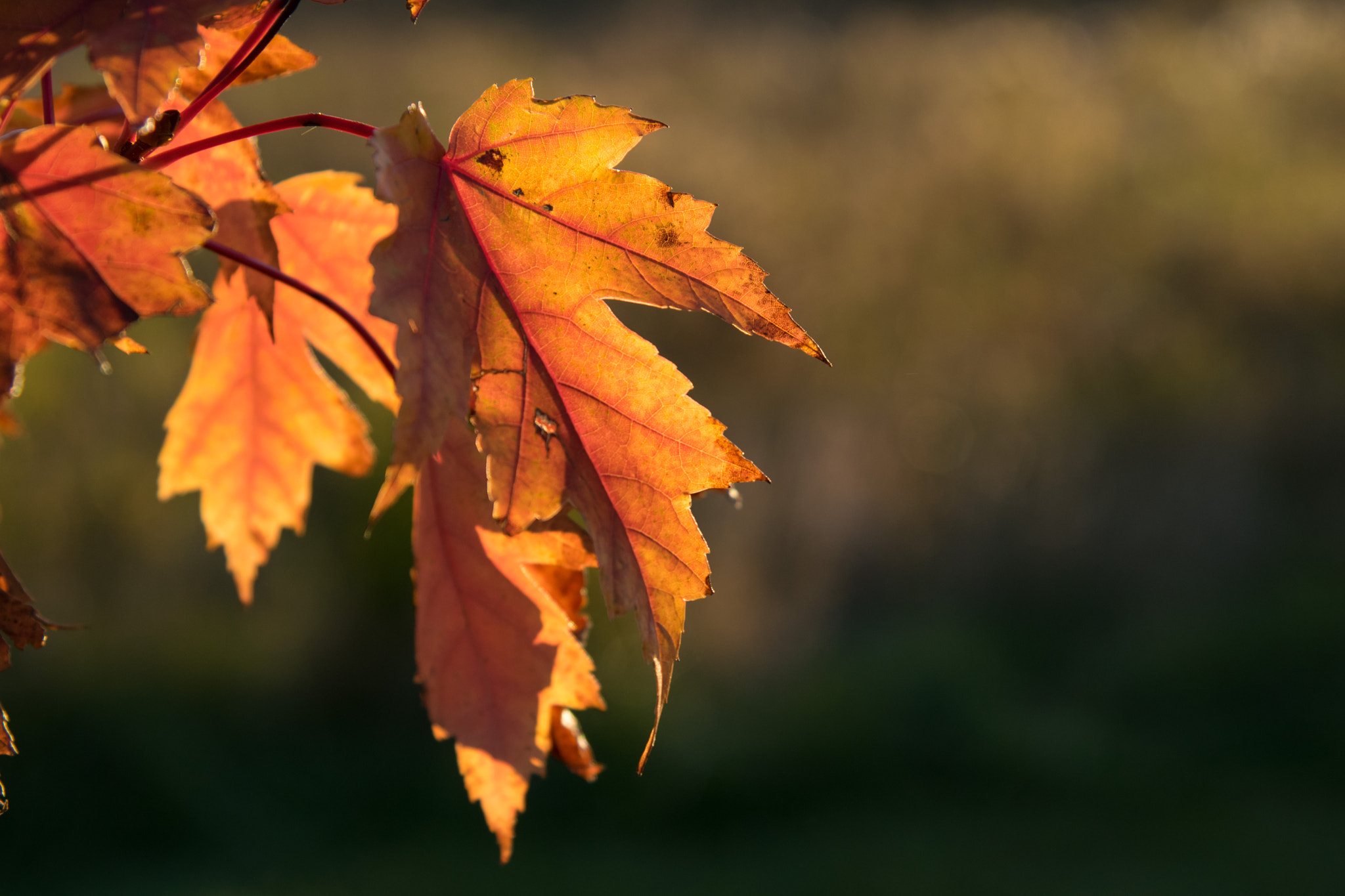 Nikon AF-S Nikkor 24-120mm F4G ED VR sample photo. With vibrance you age photography