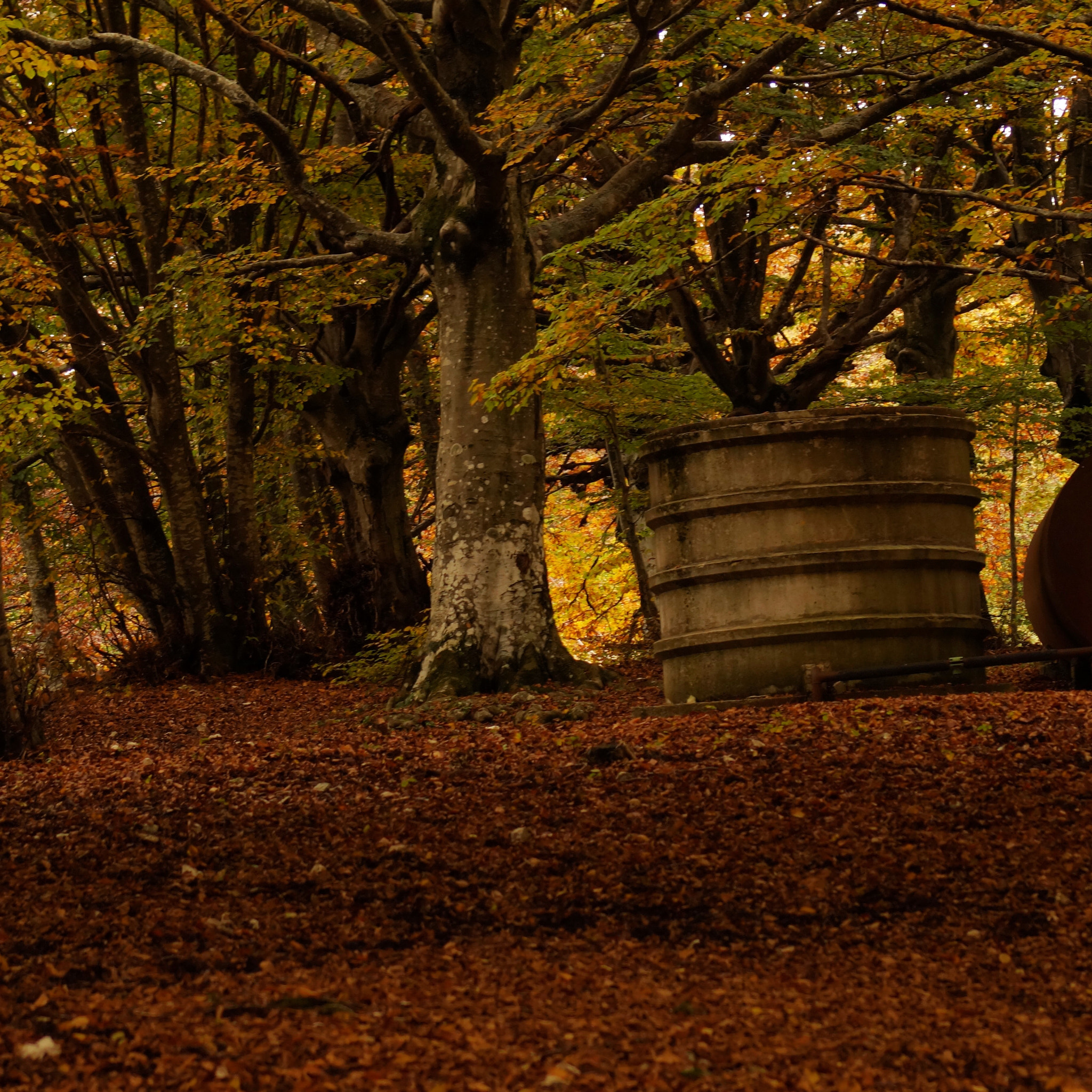 Sony 75-300mm F4.5-5.6 sample photo. Autunno imponente photography