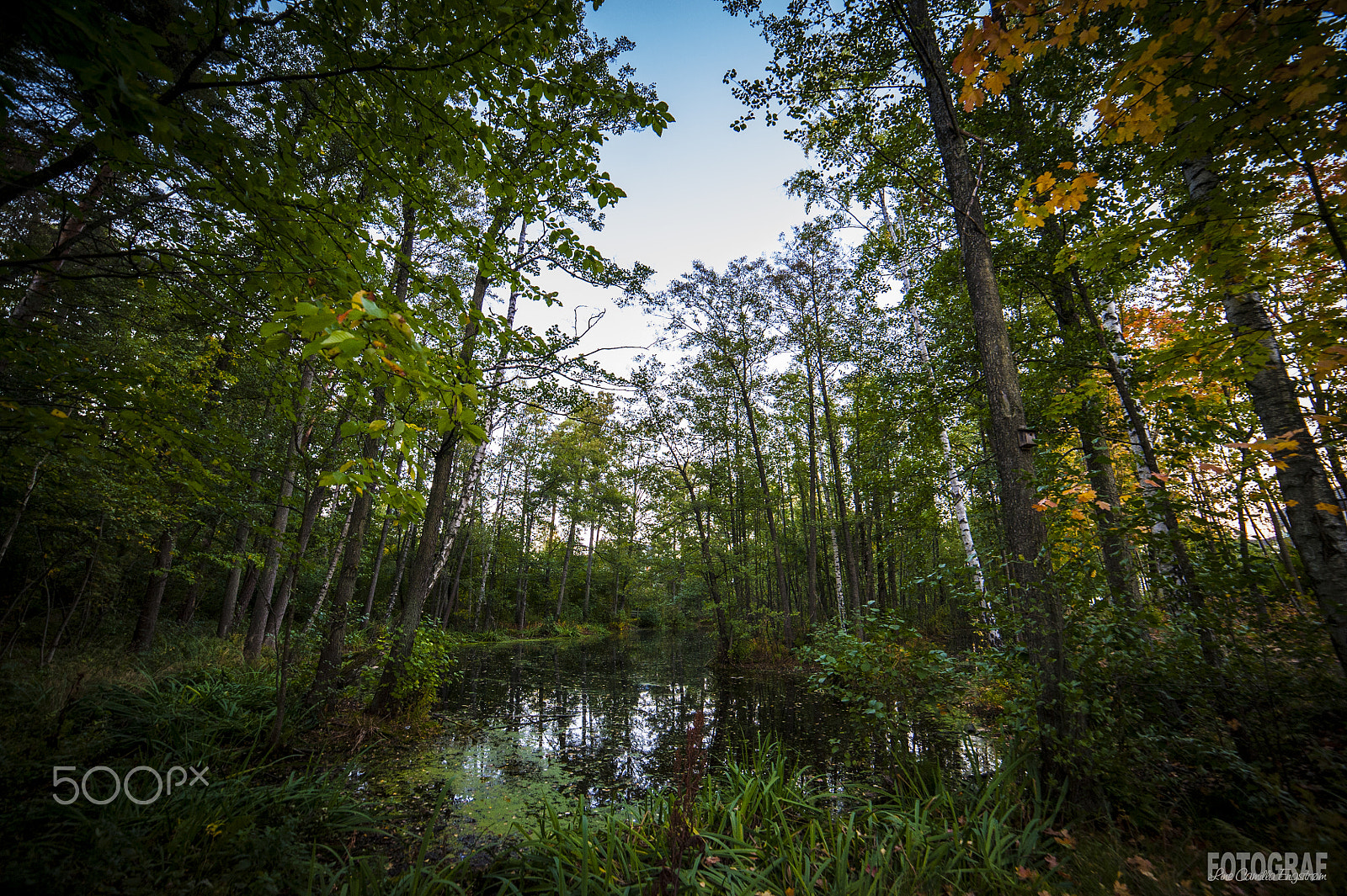 Nikon D3 sample photo. Mystical forest photography