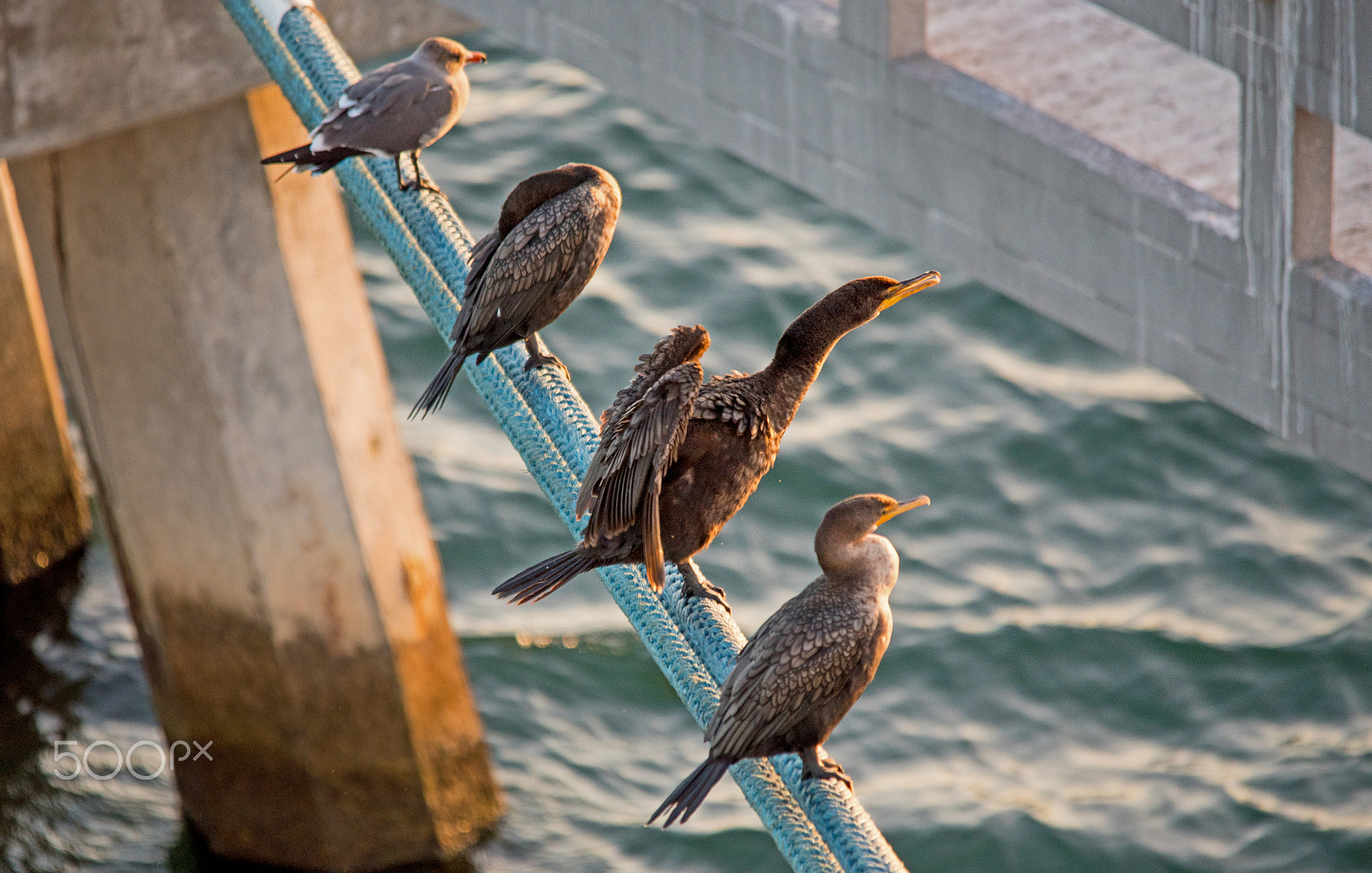 Sigma 150-500mm F5-6.3 DG OS HSM sample photo. Sunset photography
