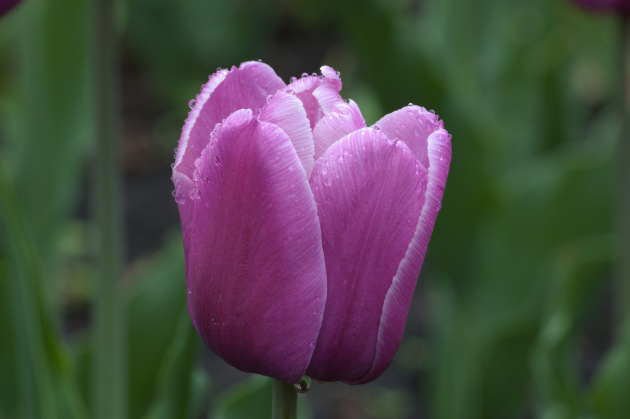 Nikon D50 sample photo. Tulip photography