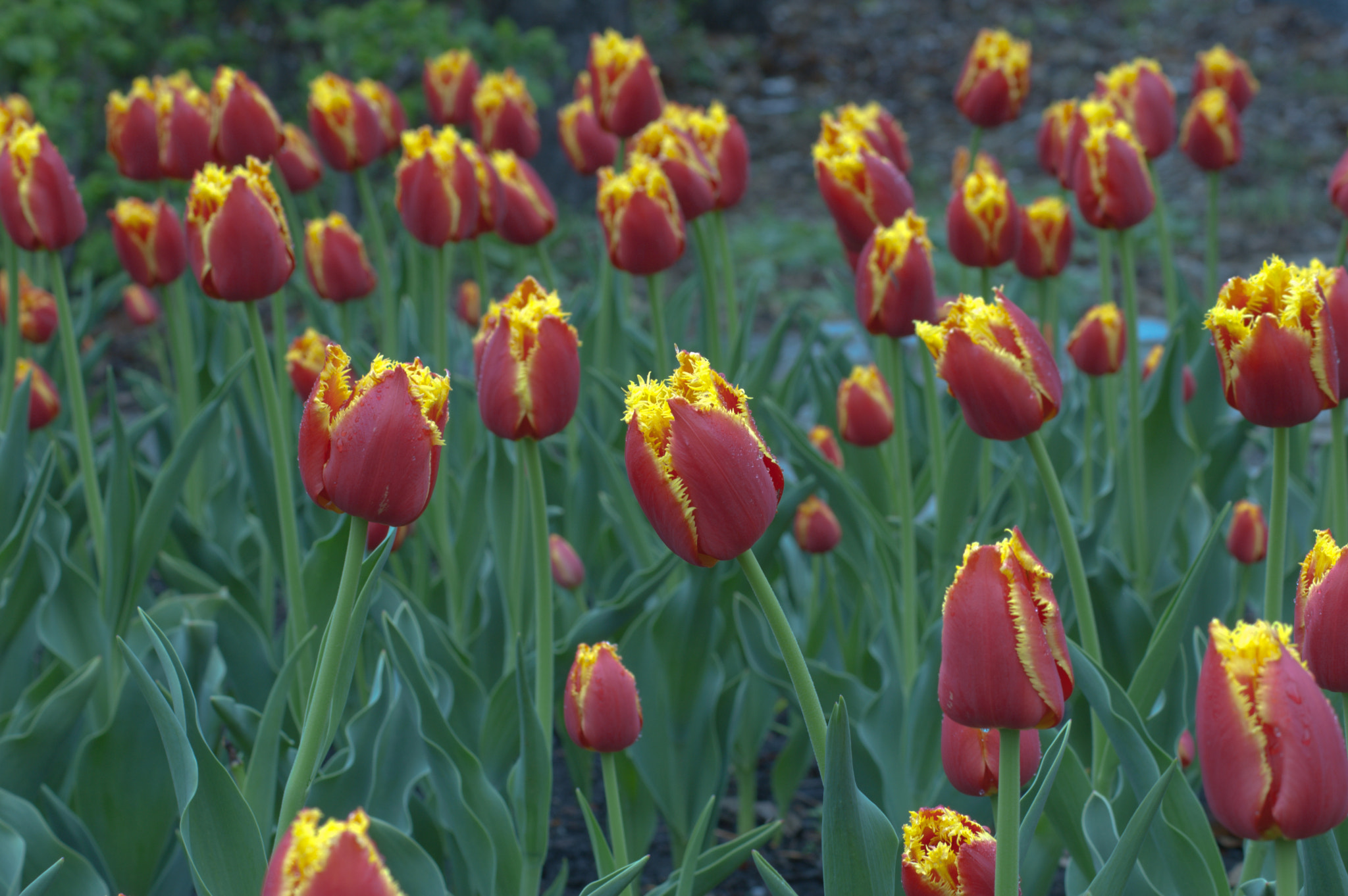 Nikon D50 sample photo. Tulips photography