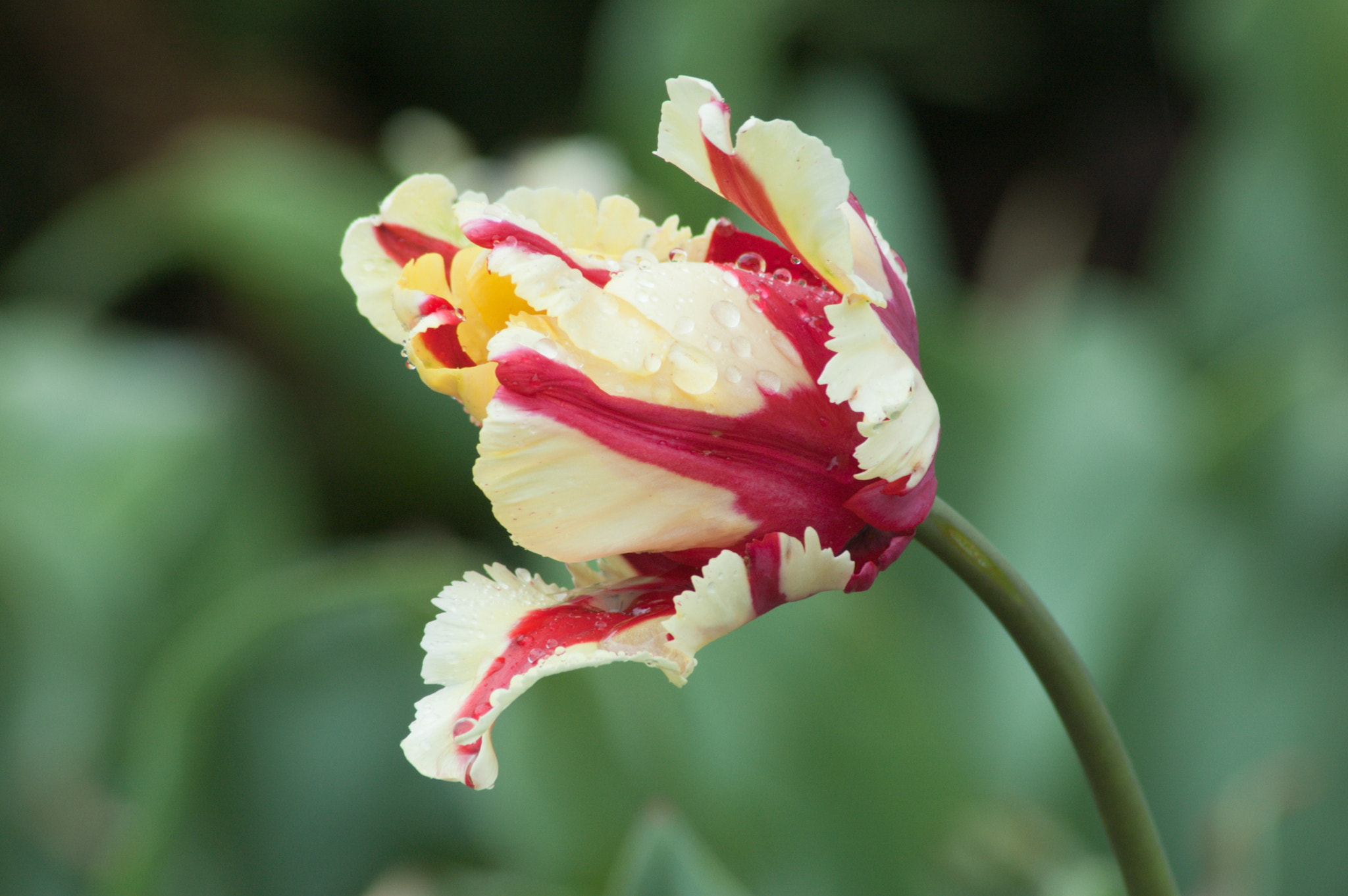 Nikon D50 sample photo. Tulip photography