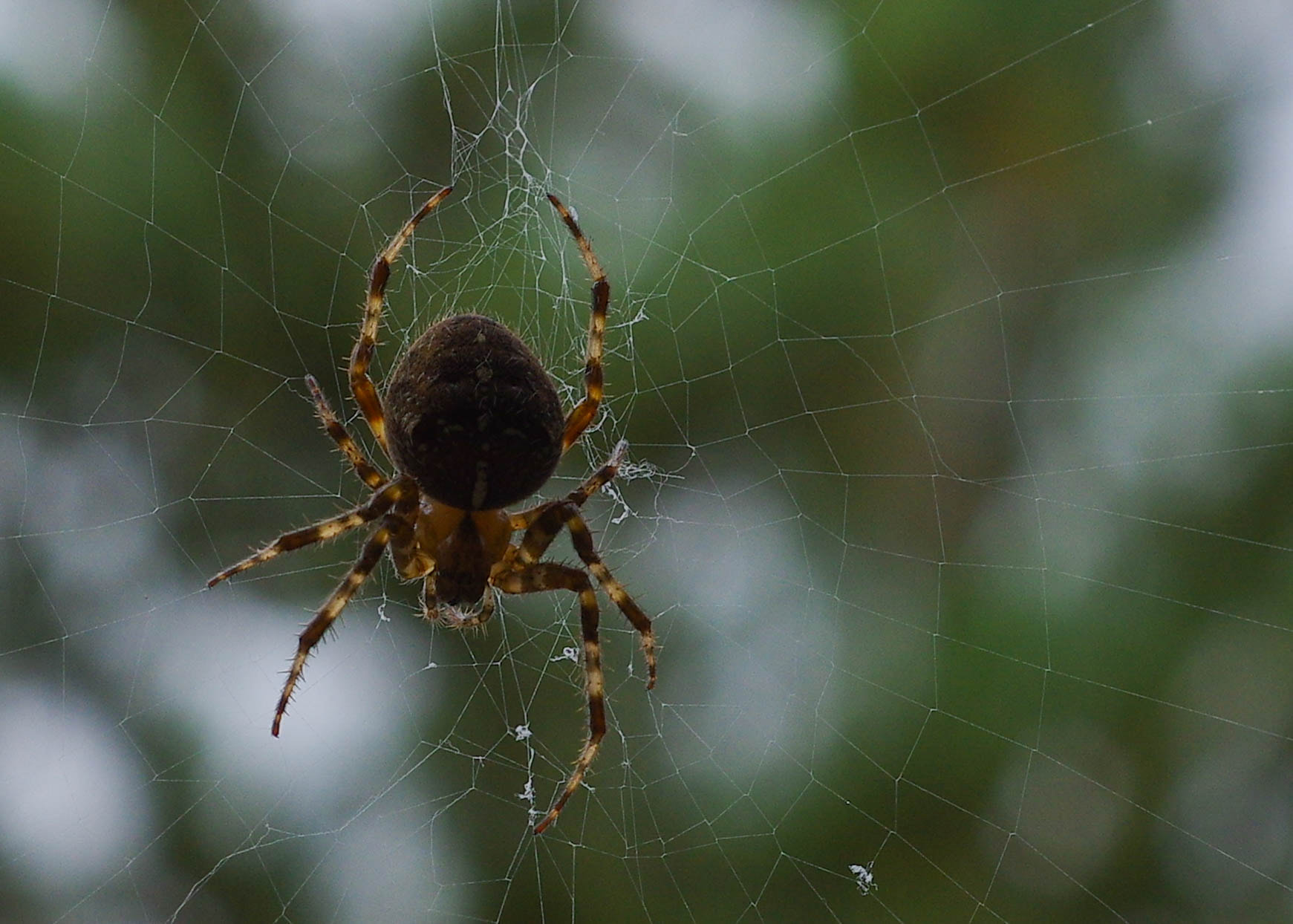 Pentax K-3 + Pentax smc DA 50mm F1.8 sample photo. Cross orb weaver photography