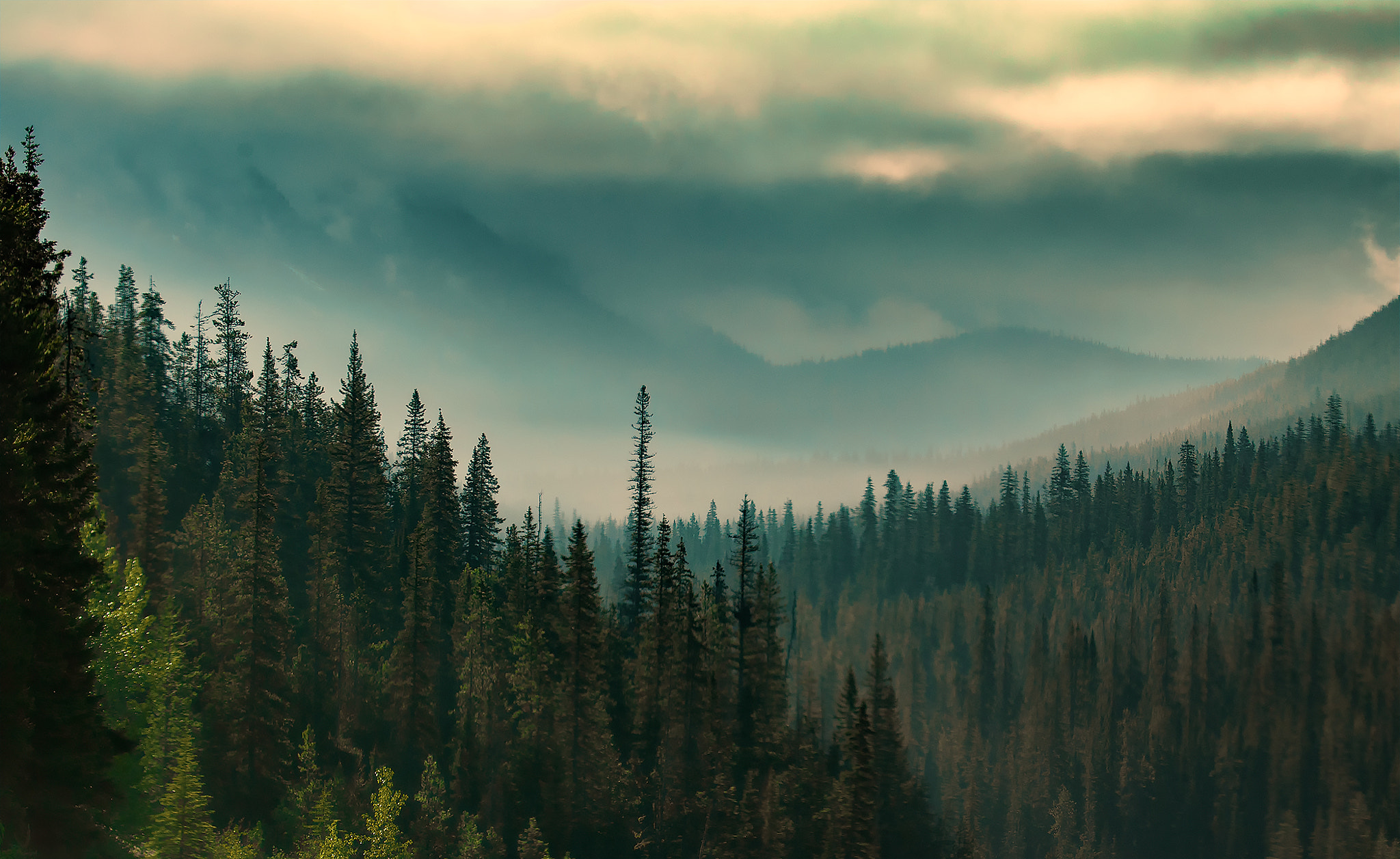 Canon EOS-1D Mark IV sample photo. Forest photography