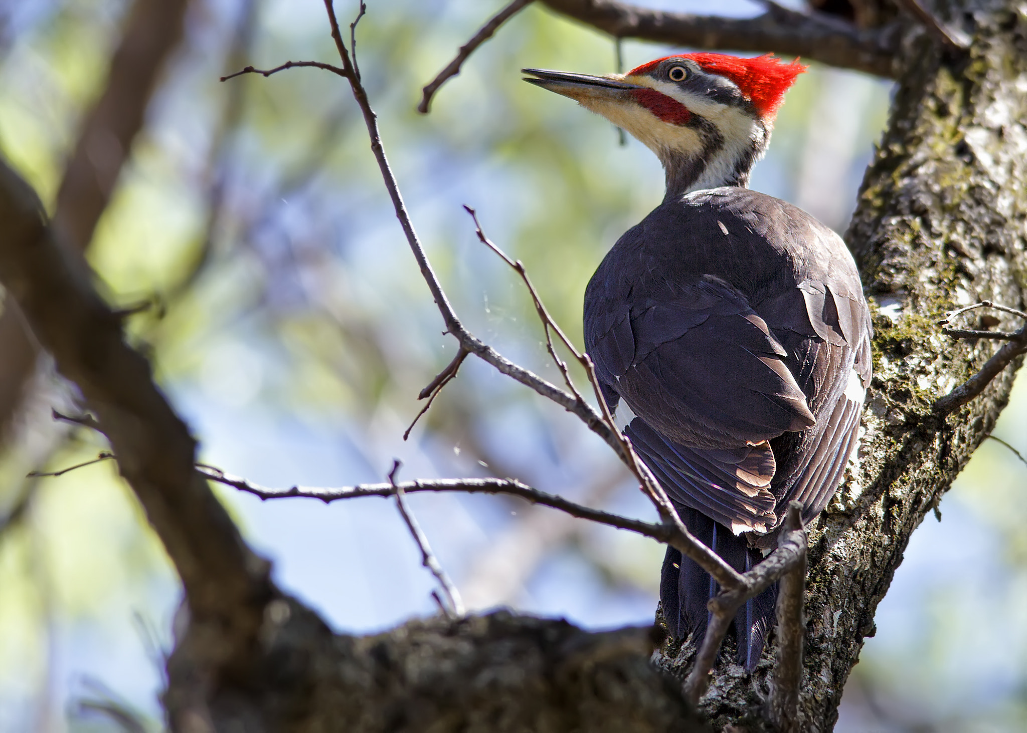 Sigma 150-500mm F5-6.3 DG OS HSM sample photo. Woodpecker 2 photography