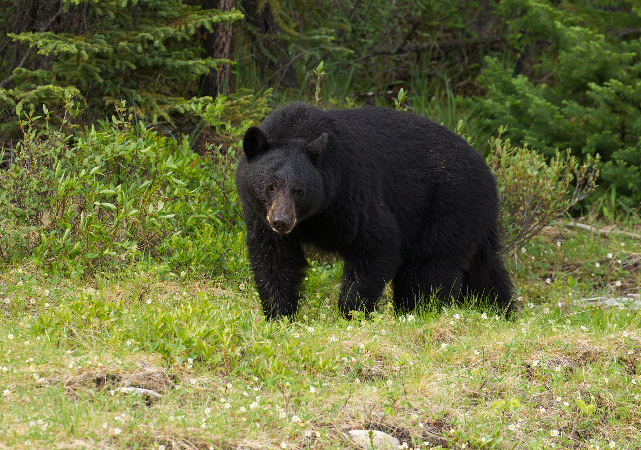 Canon EOS-1D Mark IV sample photo. Black bear photography