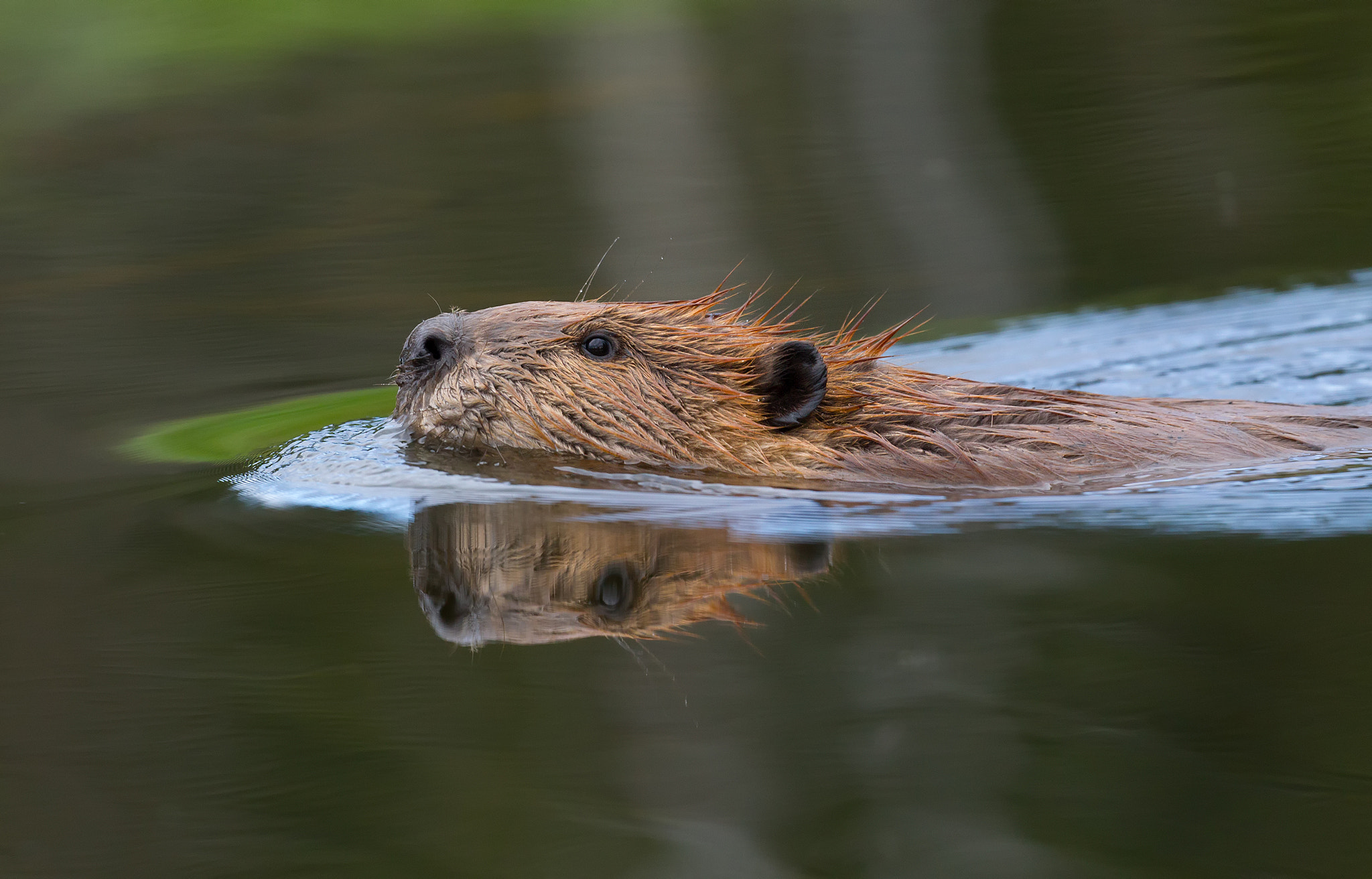 Canon EOS-1D Mark IV sample photo. Beaver photography