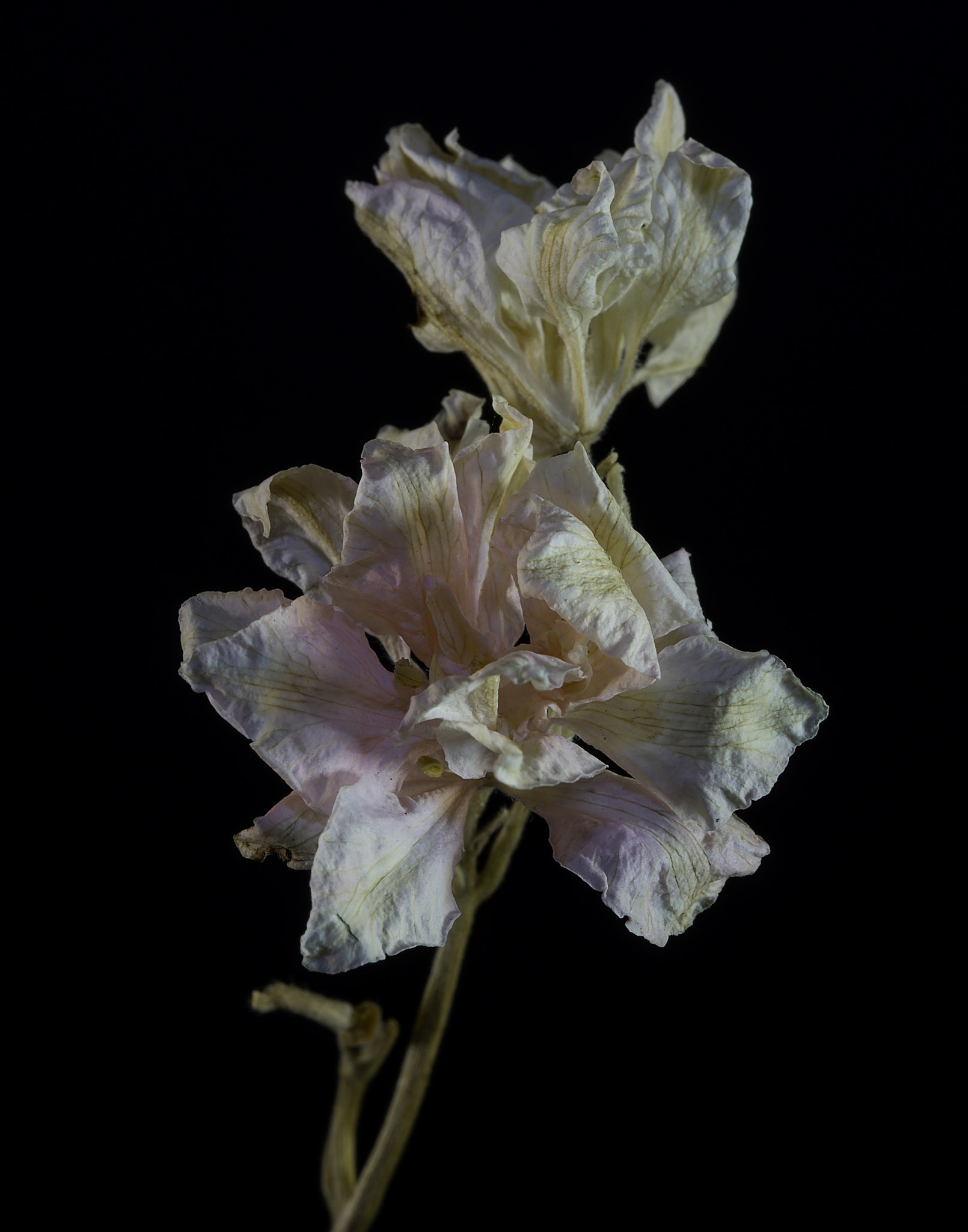 Sony a7 + Tamron SP 90mm F2.8 Di VC USD 1:1 Macro (F004) sample photo. Dried wildflower. photography