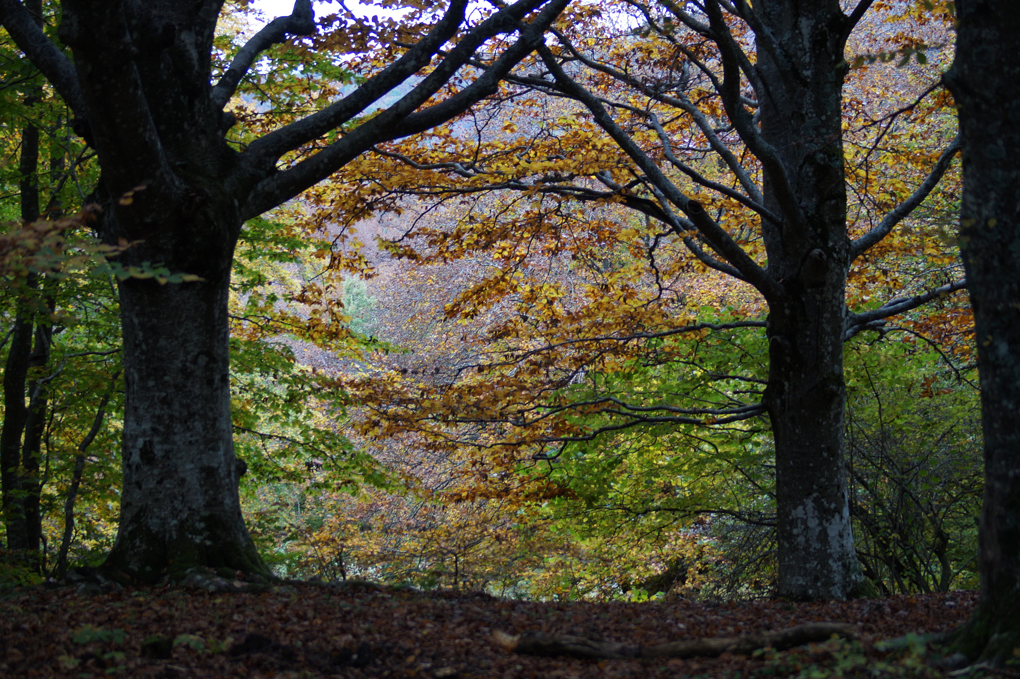 Sony 75-300mm F4.5-5.6 sample photo. Autunno in colore photography