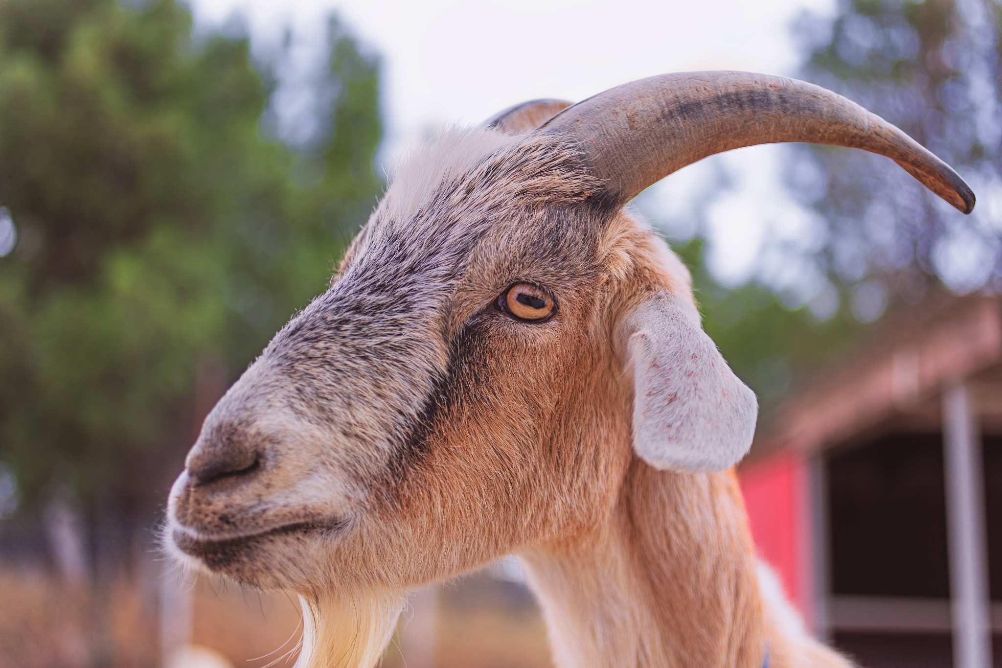 Canon EOS 5DS + Canon EF 50mm F2.5 Macro sample photo. Goat photography