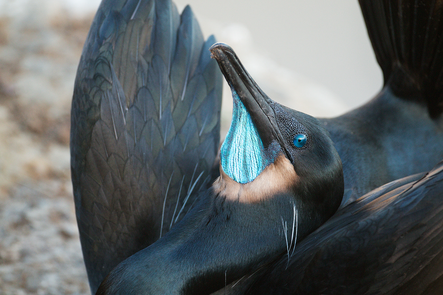 Canon EOS 70D + Canon EF 500mm F4L IS USM sample photo. Brandt's cormorant display photography