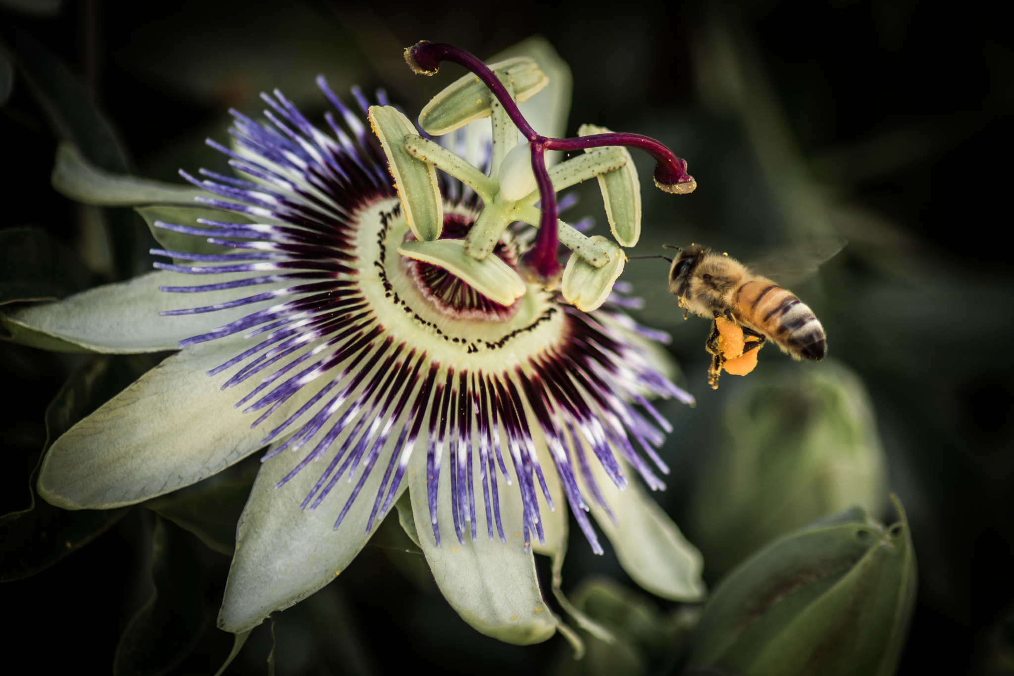 Canon EOS 700D (EOS Rebel T5i / EOS Kiss X7i) sample photo. Pasiflora polinizada photography