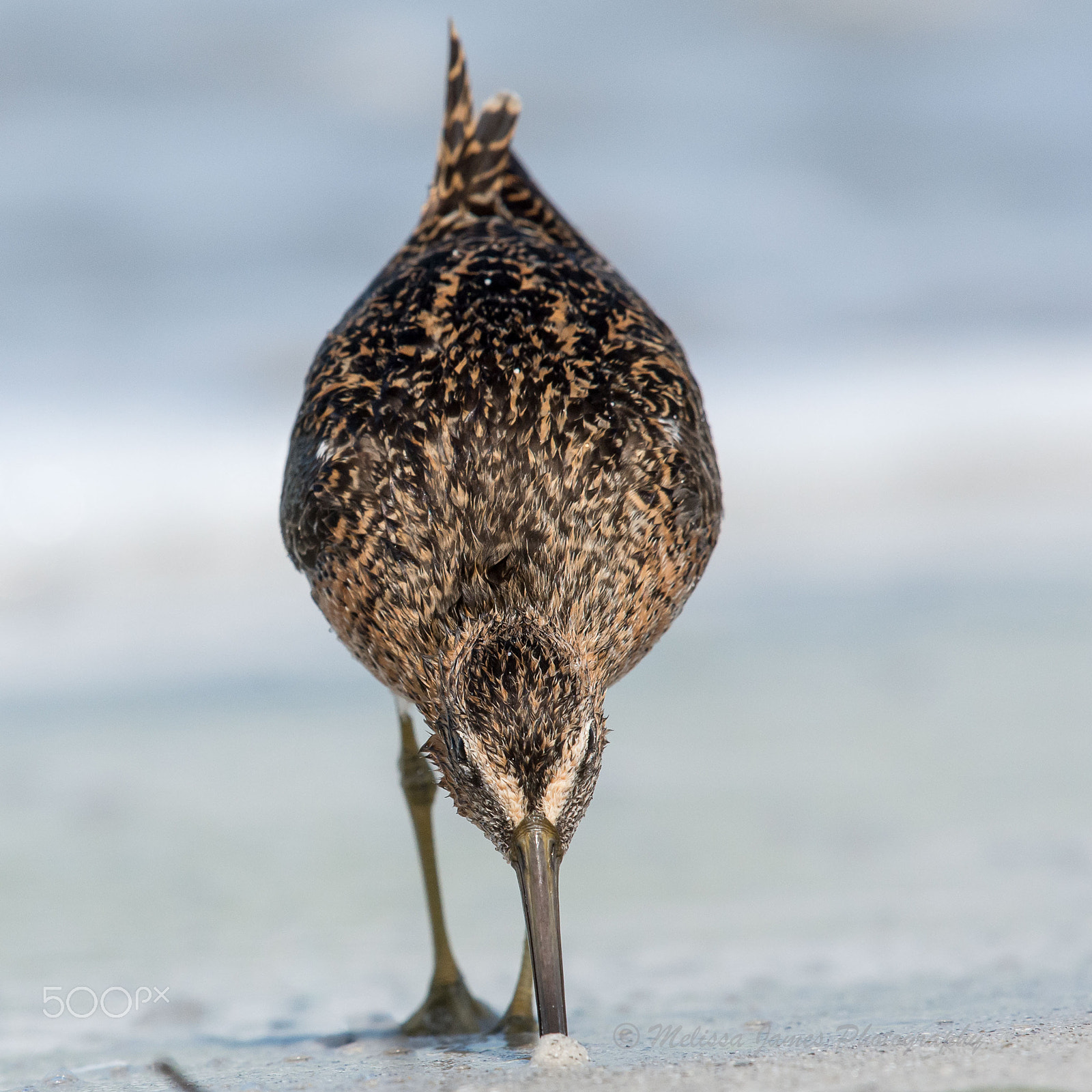 Nikon Nikkor AF-S 300mm F4E PF ED VR sample photo. Short-billed dowitcher photography