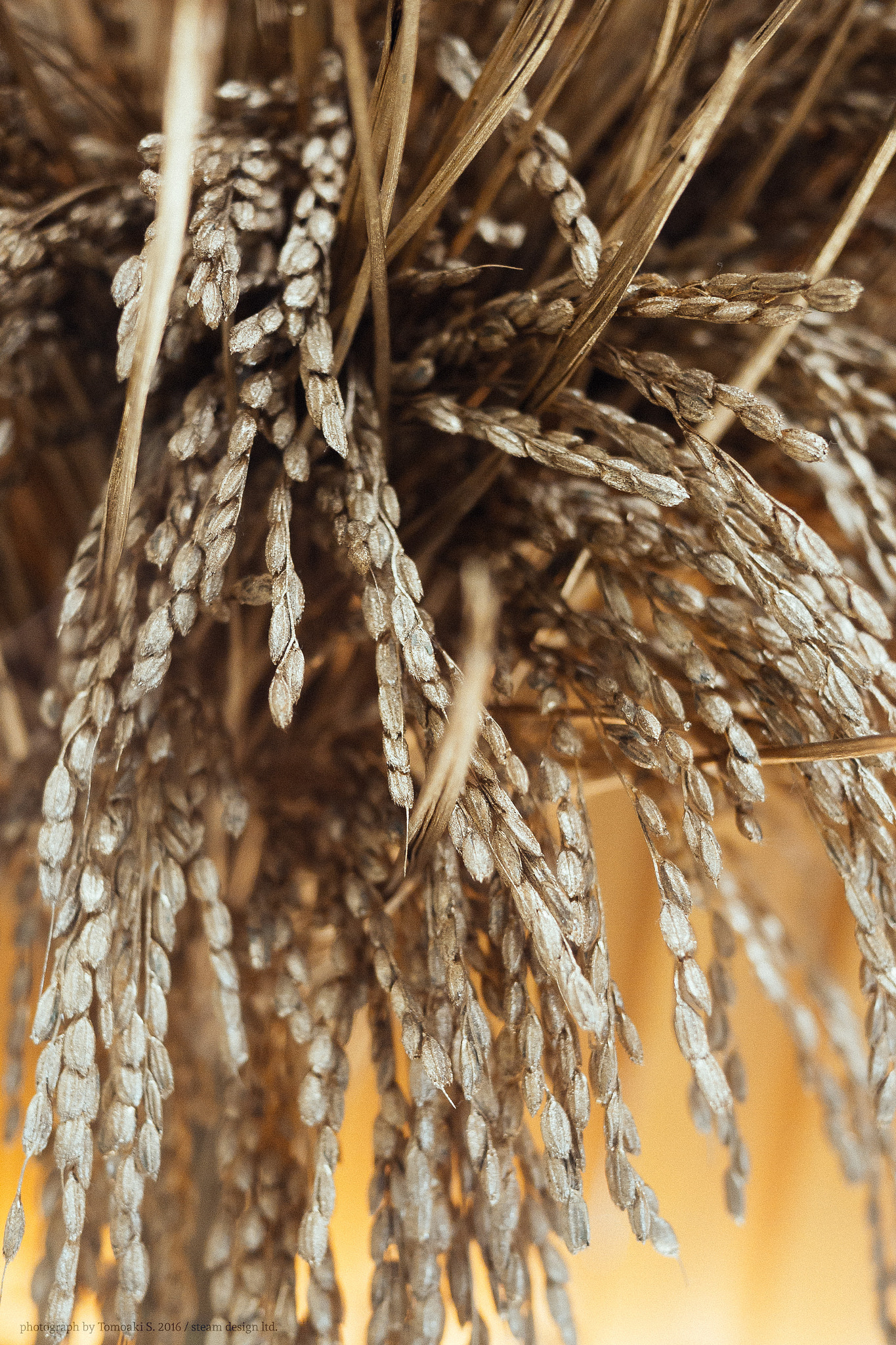 Panasonic Lumix DMC-GX7 + Panasonic Lumix G 20mm F1.7 ASPH sample photo. Ear of rice photography