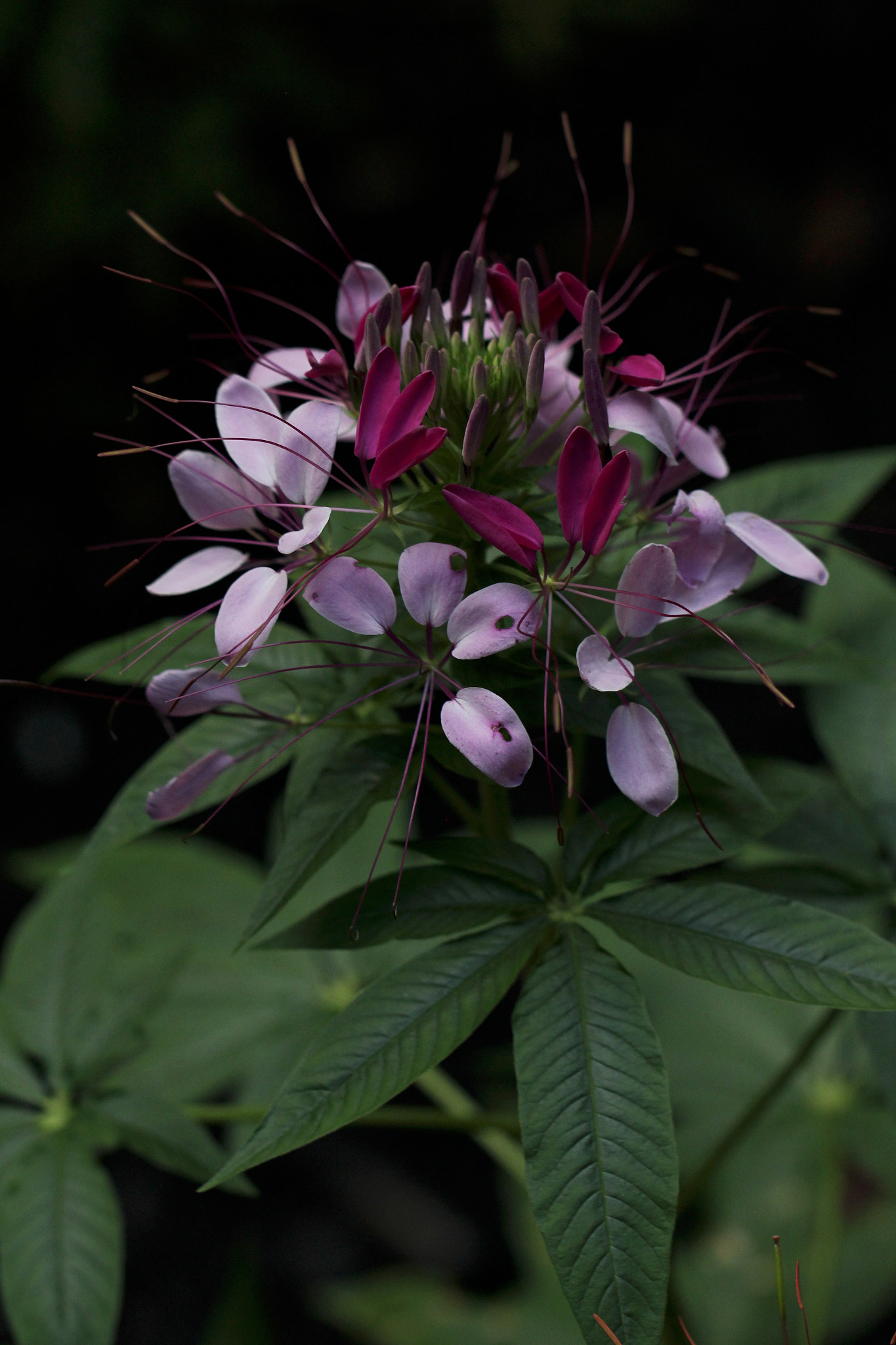 Canon EF 100mm F2.8L Macro IS USM sample photo. Cleome splendor photography
