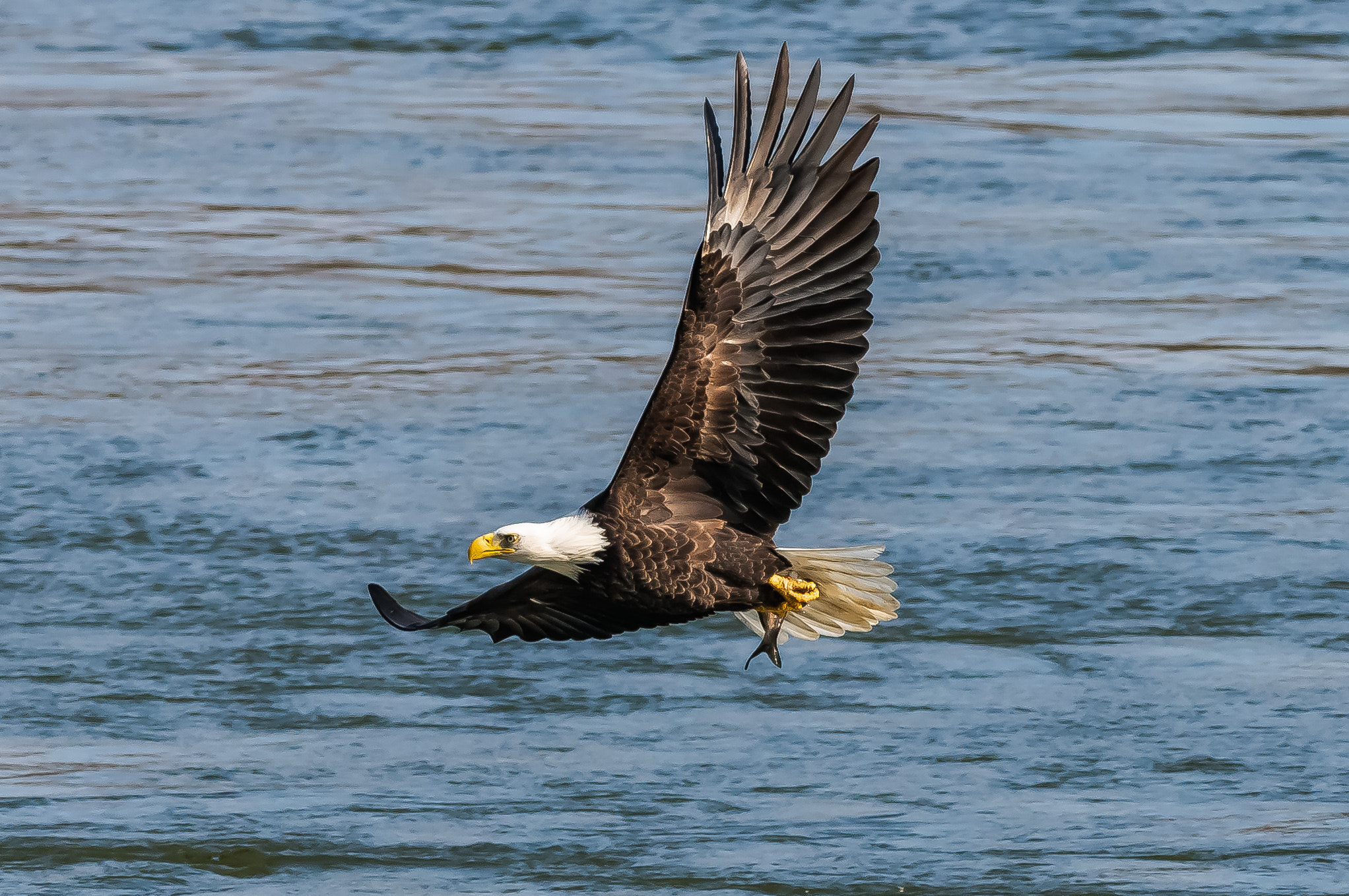 Nikon D300S + Nikon AF-S Nikkor 300mm F2.8G ED-IF VR sample photo. Lunch @ conowingo dam photography