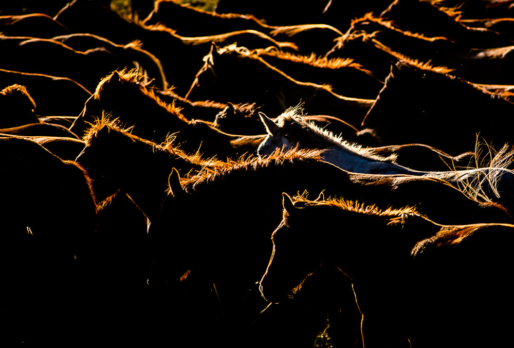 Canon EOS 5DS R + Canon EF 400mm F5.6L USM sample photo. 2016 north beijing 5 photography