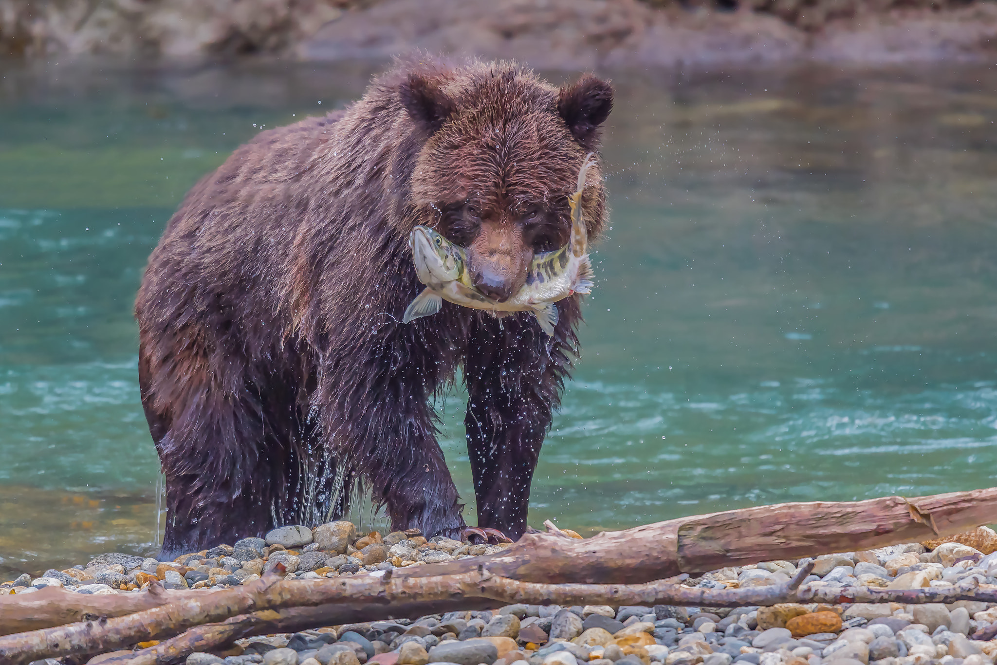 Nikon D5 + Nikon AF-S Nikkor 600mm F4G ED VR sample photo. Hunting photography