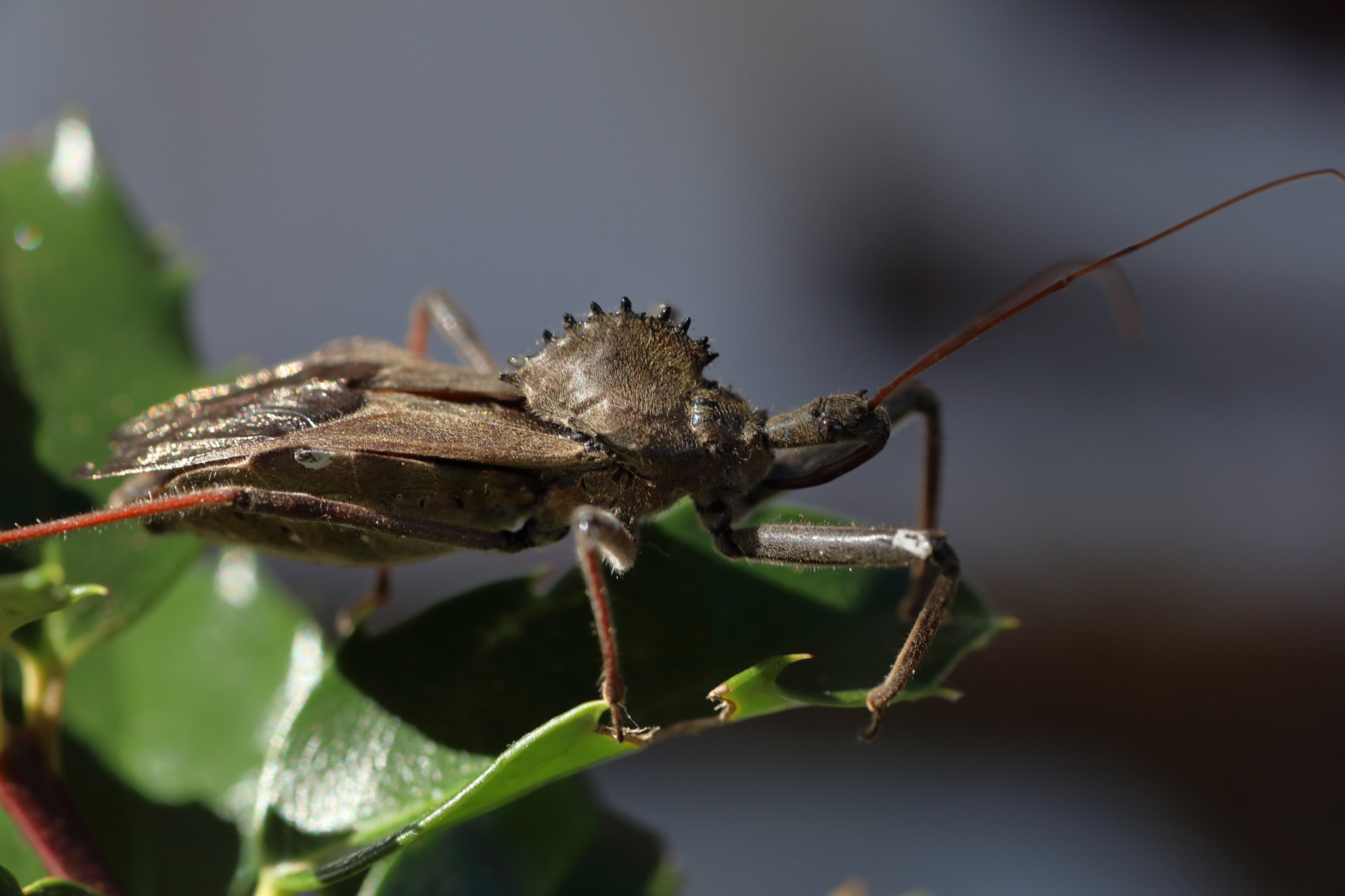 Canon EOS 5D Mark IV + Tamron SP AF 90mm F2.8 Di Macro sample photo. Img photography