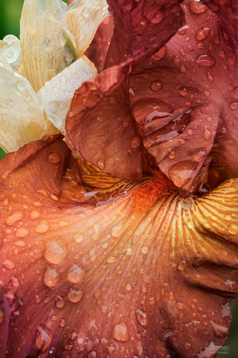 Fujifilm X-T1 + Fujifilm XF 60mm F2.4 R Macro sample photo. Iris photography