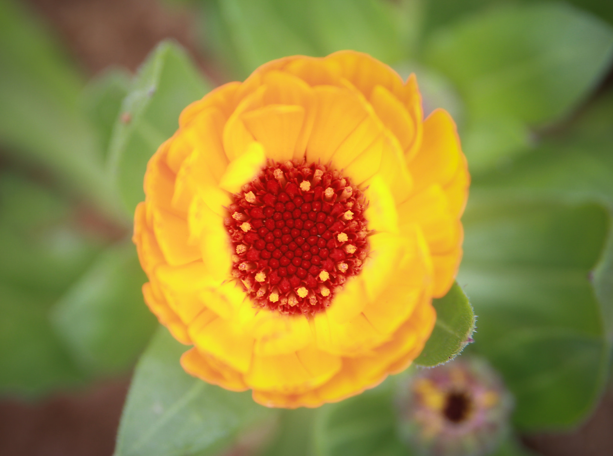 Canon EF 24-85mm F3.5-4.5 USM sample photo. Yelow flower photography