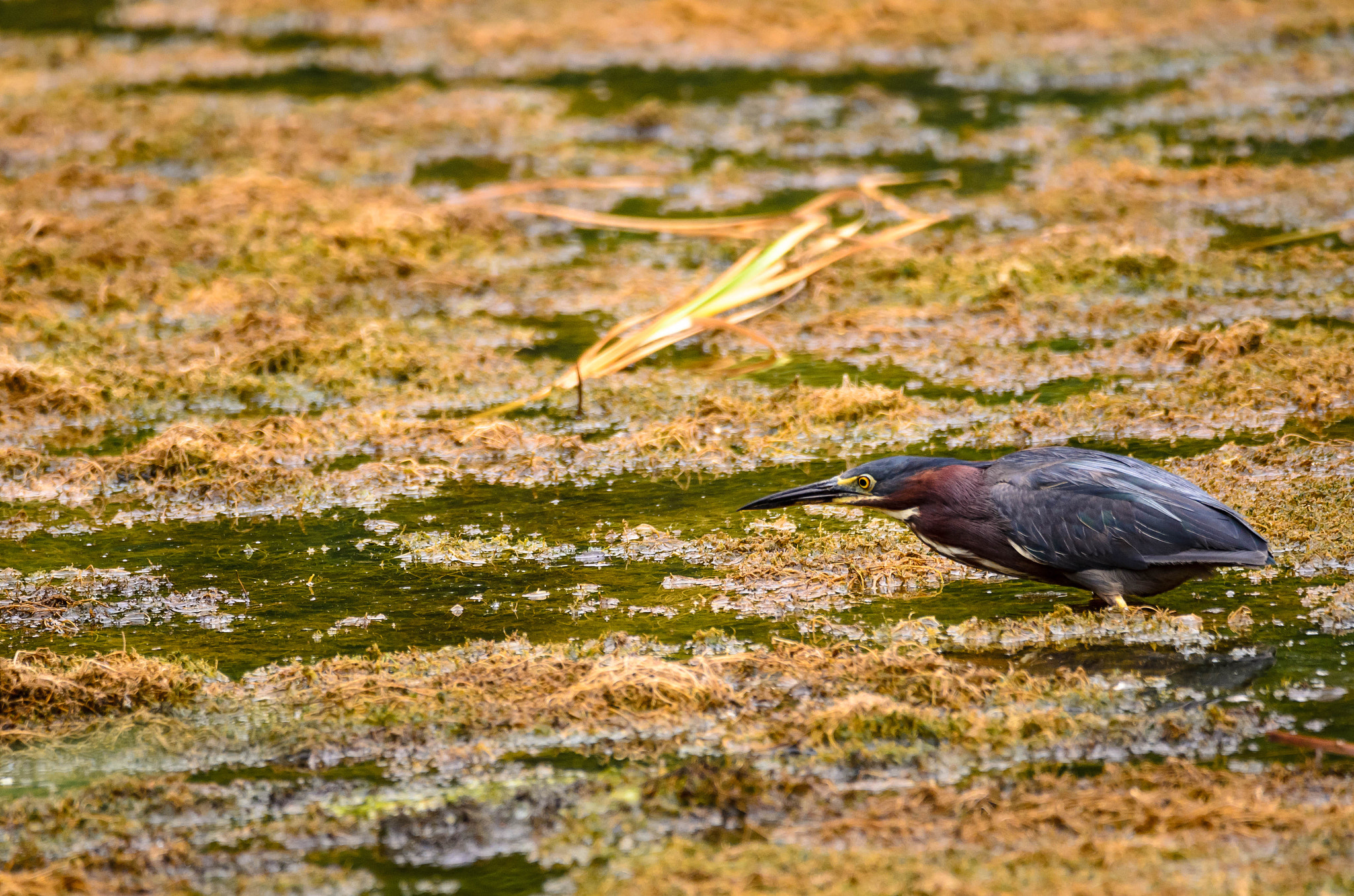 Sigma 150-600mm F5-6.3 DG OS HSM | C sample photo. Ready to strike photography