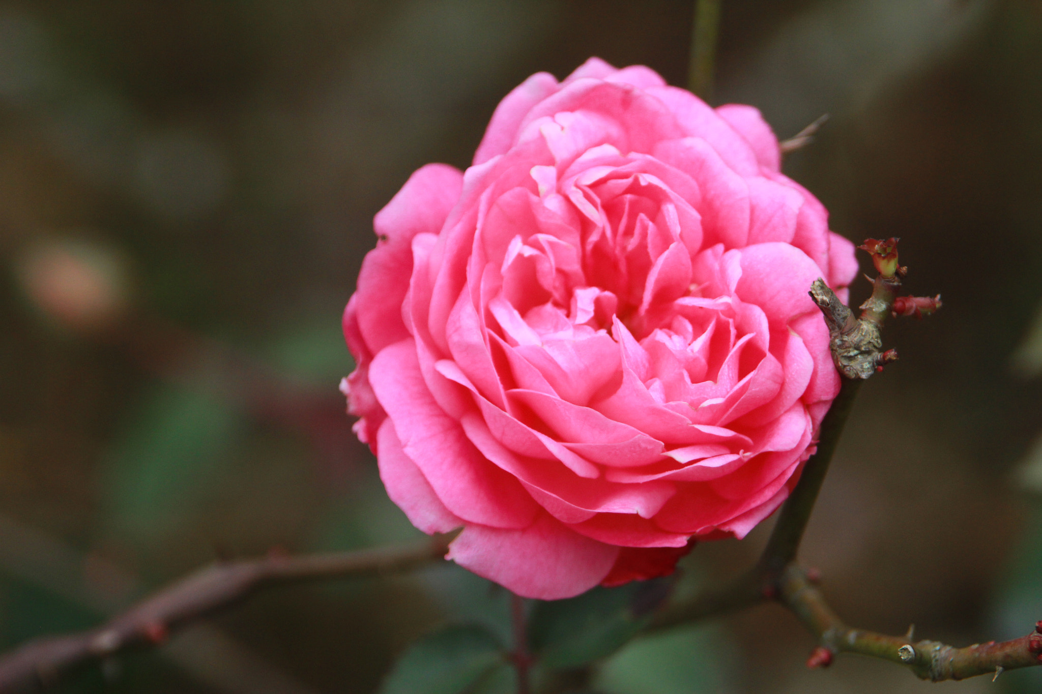 Canon EF 24-85mm F3.5-4.5 USM sample photo. Sakura flower photography