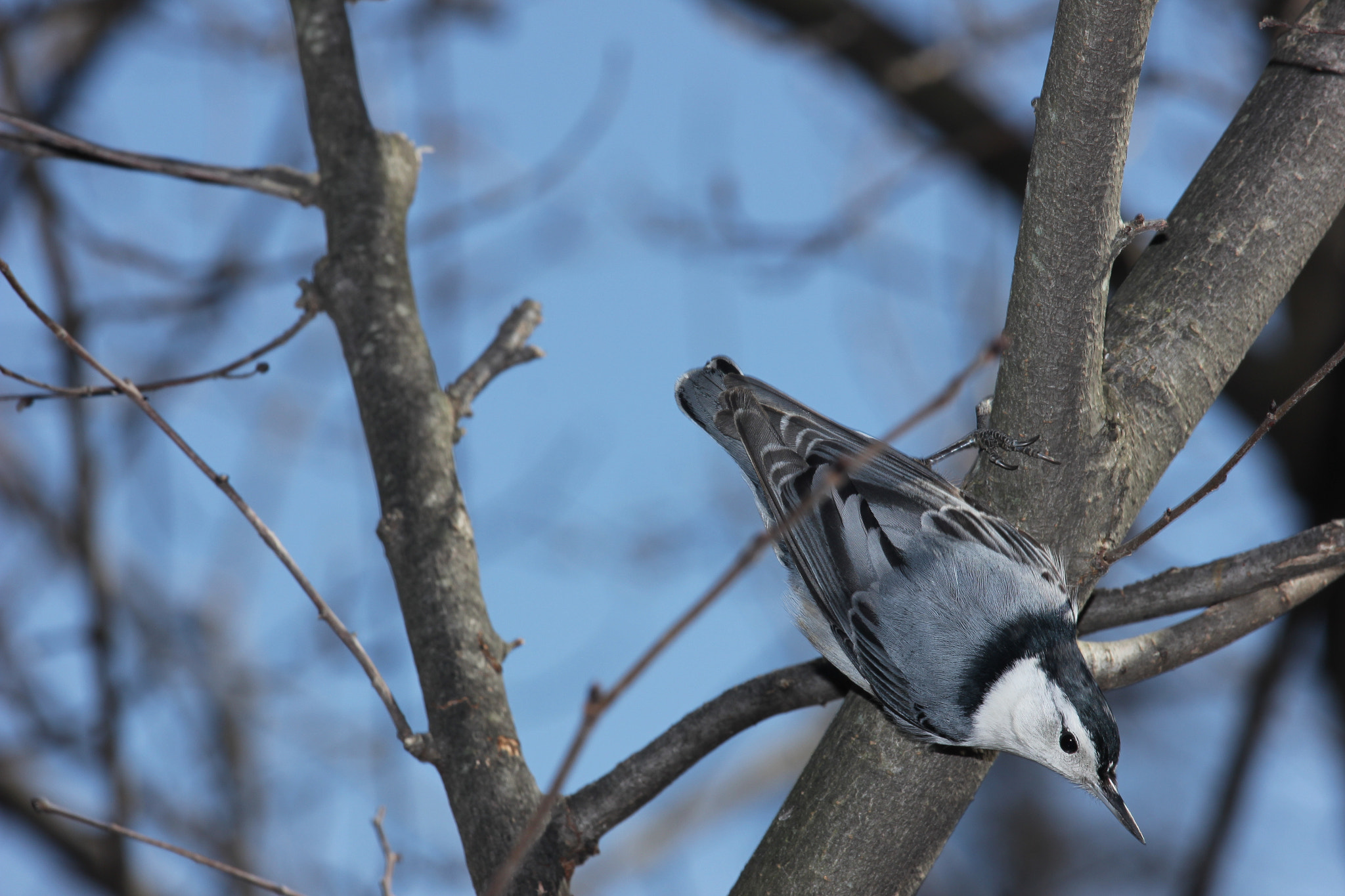 Canon EOS 600D (Rebel EOS T3i / EOS Kiss X5) + Canon EF-S 55-250mm F4-5.6 IS STM sample photo. Nuthatch... photography