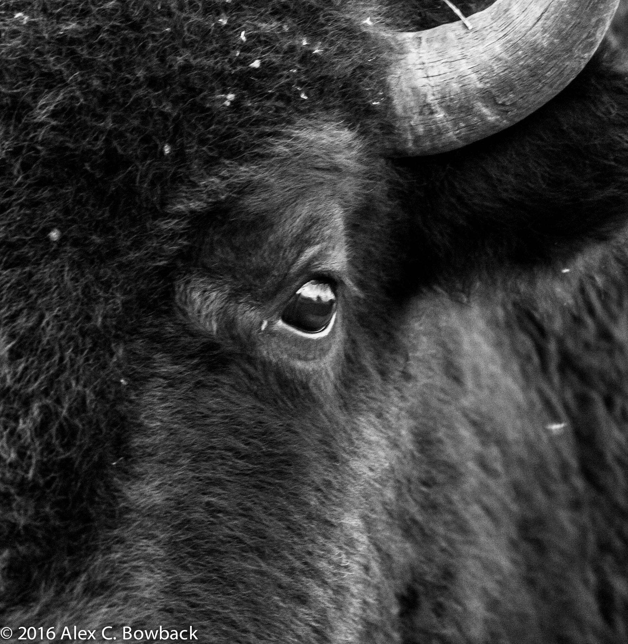 Canon EOS 40D + Canon EF 70-200mm F4L USM sample photo. Minnesota bison photography