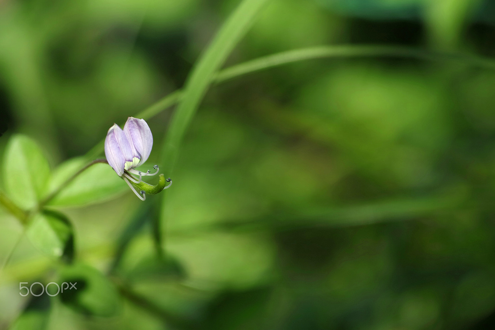 Sigma 50mm F2.8 EX DG Macro sample photo. Dp3m photography