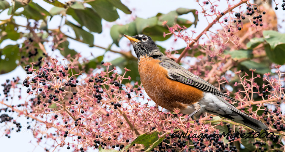 Nikon D810 + Nikon AF-S Nikkor 400mm F2.8E FL ED VR sample photo. North american robin in berries photography