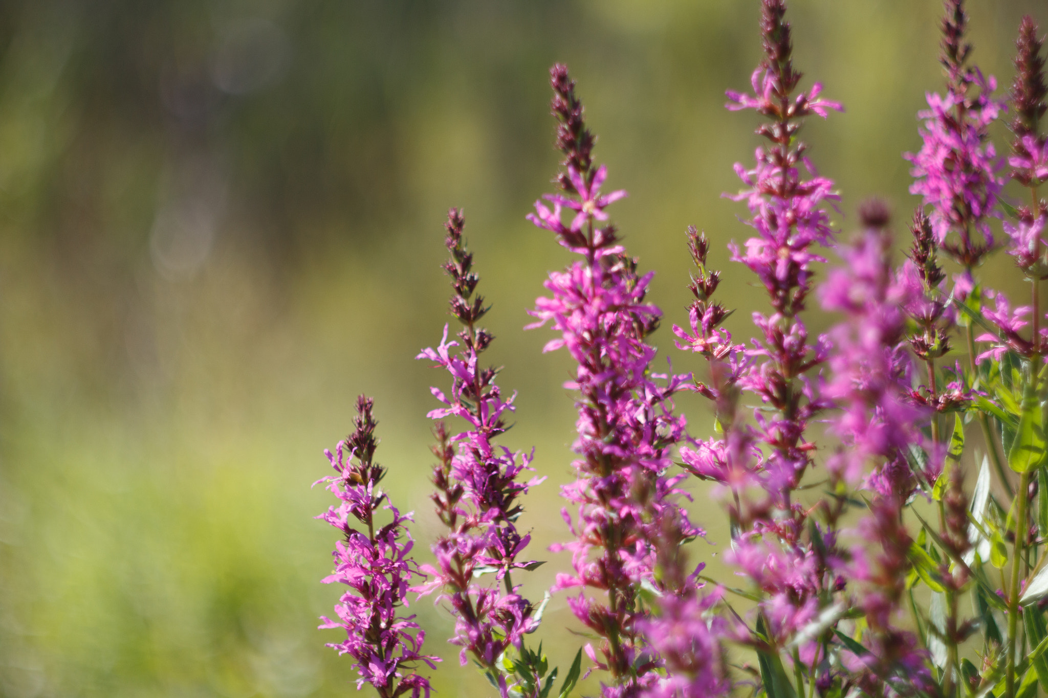 Canon EF 35-80mm f/4-5.6 sample photo. Flowers photography