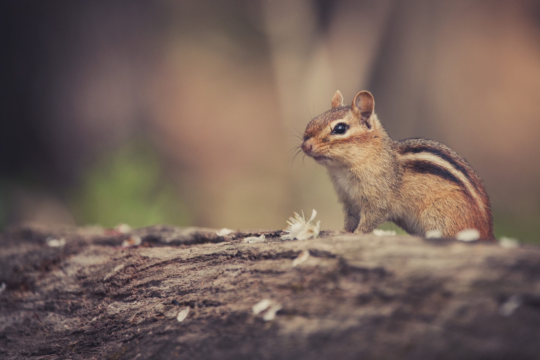 Sigma 150-600mm F5-6.3 DG OS HSM | C sample photo. Peek photography