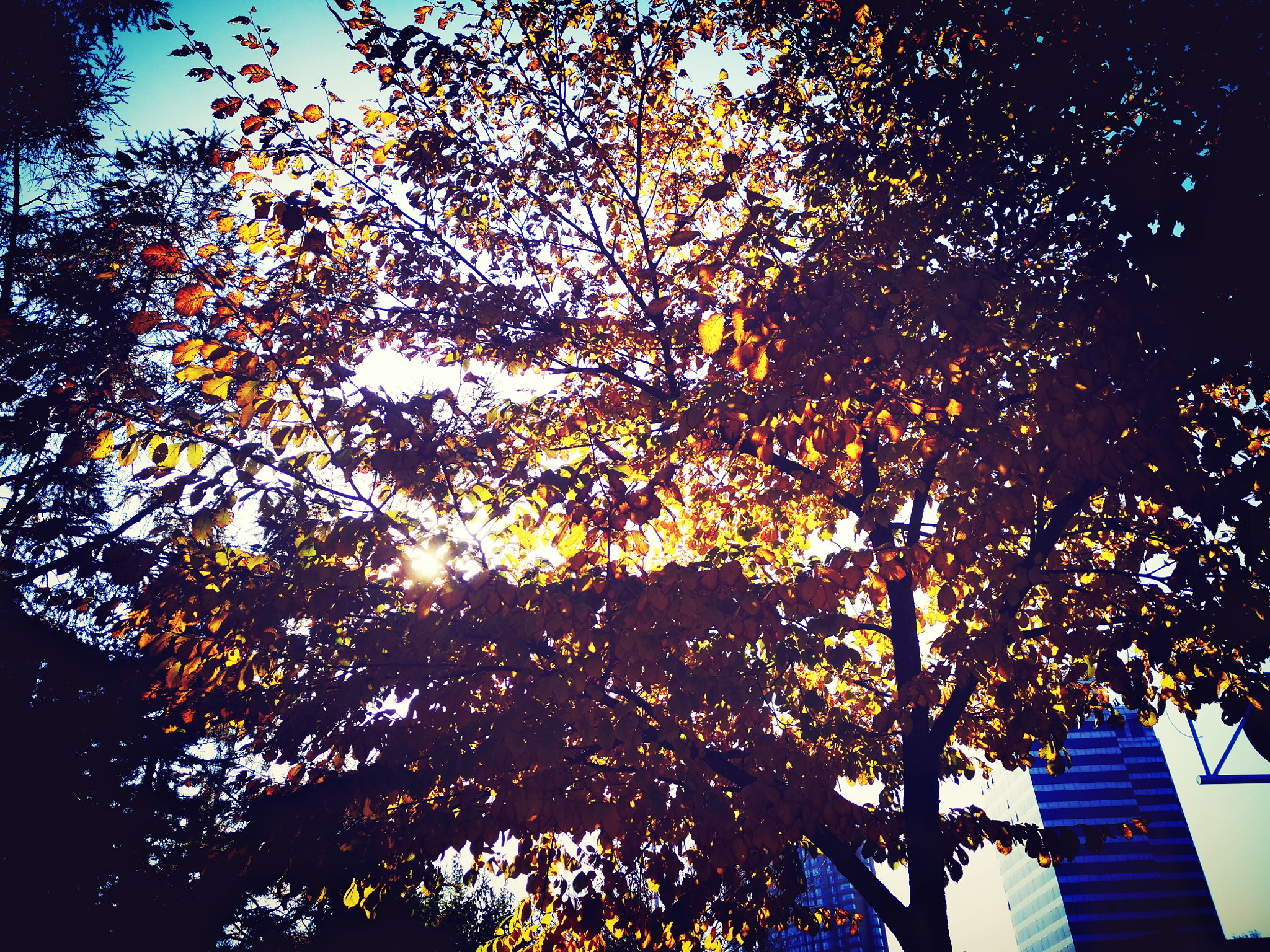 Xiaomi MI NOTE Pro sample photo. 秋 photography