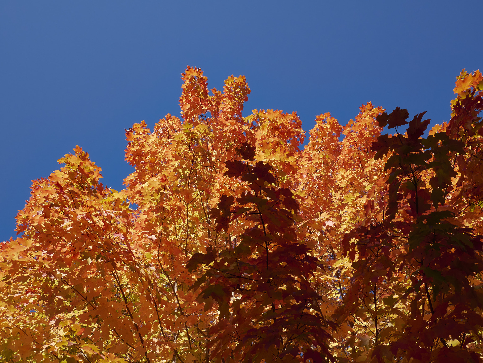 Panasonic Lumix DMC-GX85 (Lumix DMC-GX80 / Lumix DMC-GX7 Mark II) sample photo. Autumn foliage 2 photography