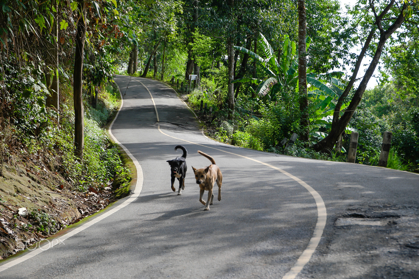 Saumsun NX 16-50mm F2-2.8 S ED OIS sample photo. Dog road photography