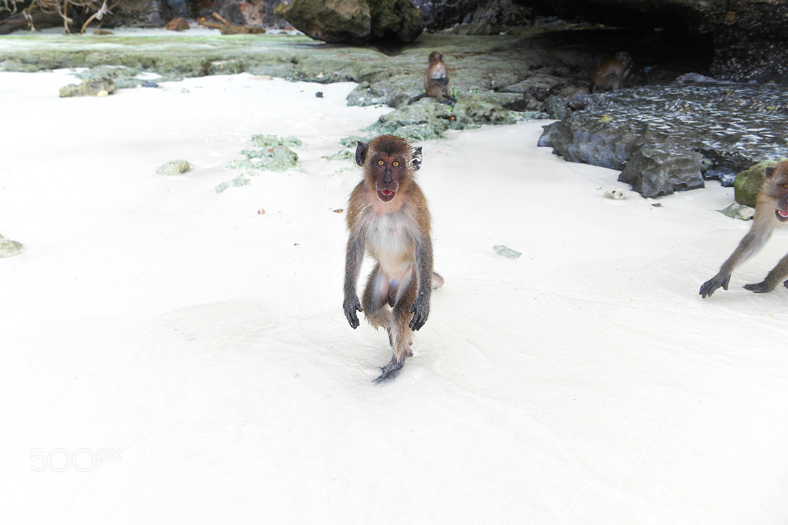 Saumsun NX 16-50mm F2-2.8 S ED OIS sample photo. The monkey walk photography