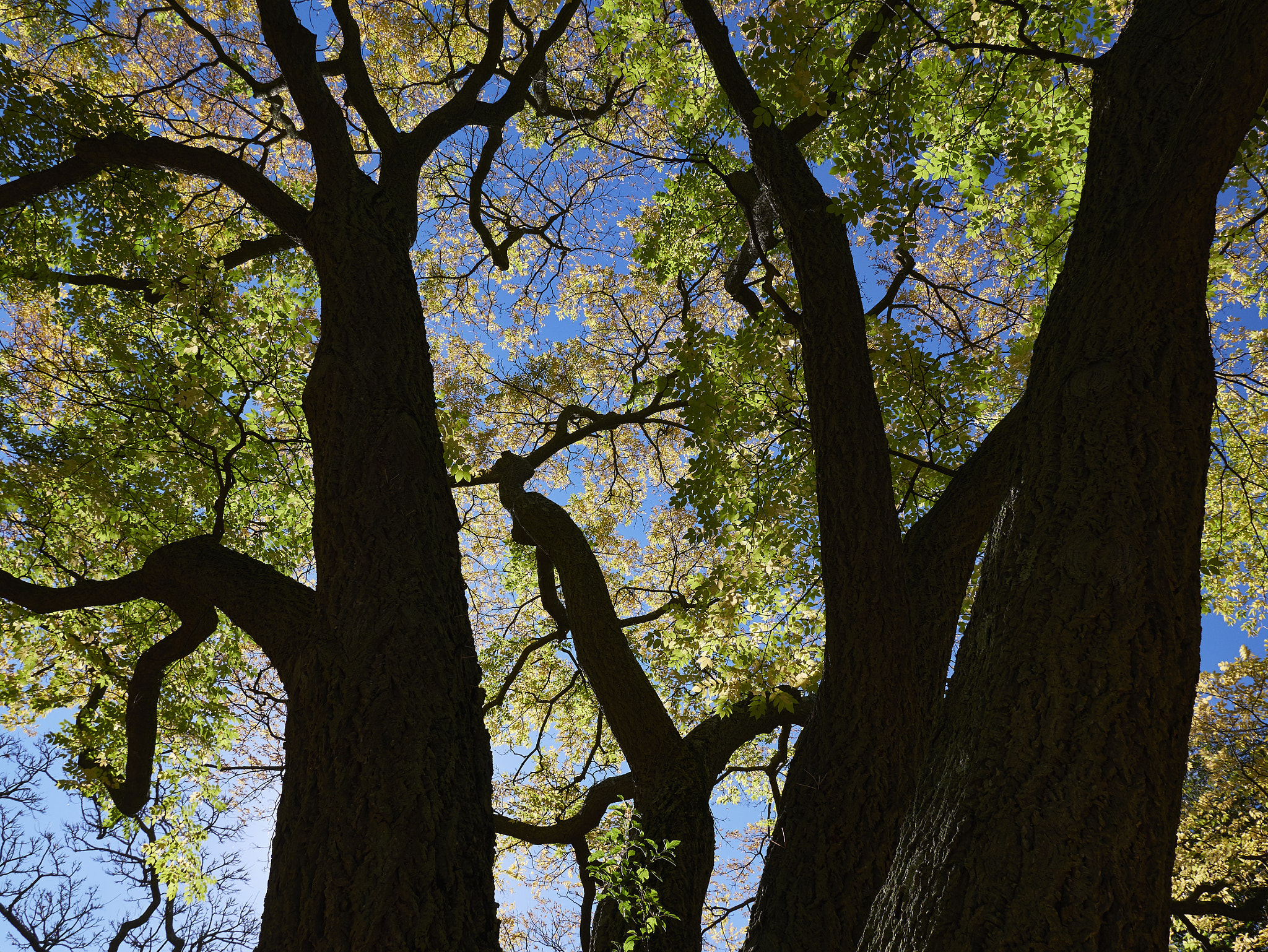 Panasonic Lumix DMC-GX85 (Lumix DMC-GX80 / Lumix DMC-GX7 Mark II) sample photo. Autumn trees photography