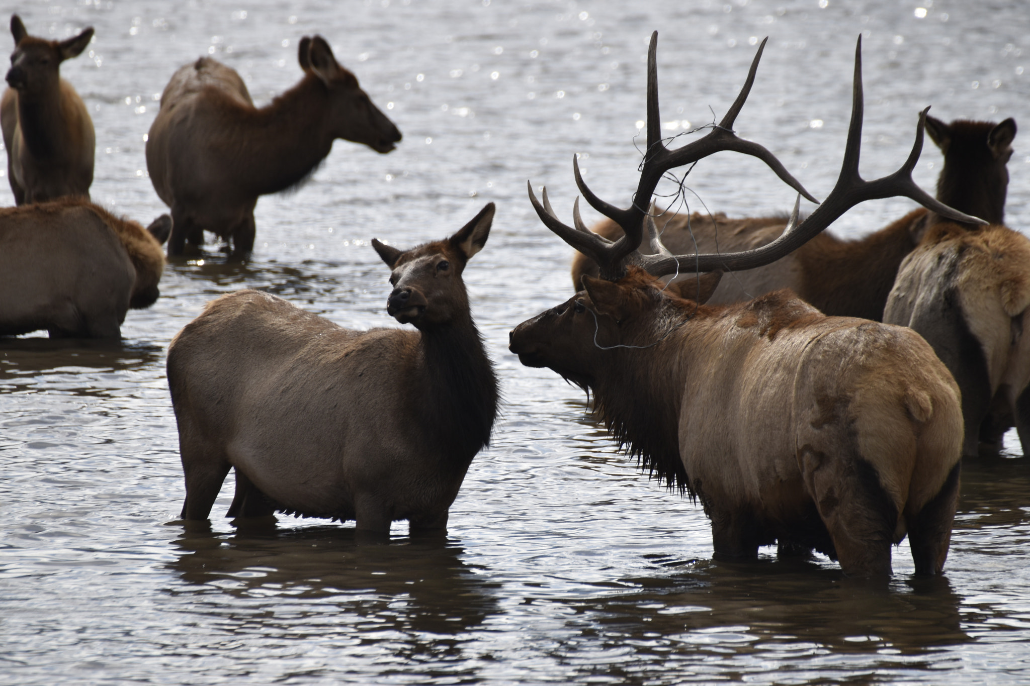 Nikon D5500 sample photo. Spurned elk bull rocky mountain nat'l park photography